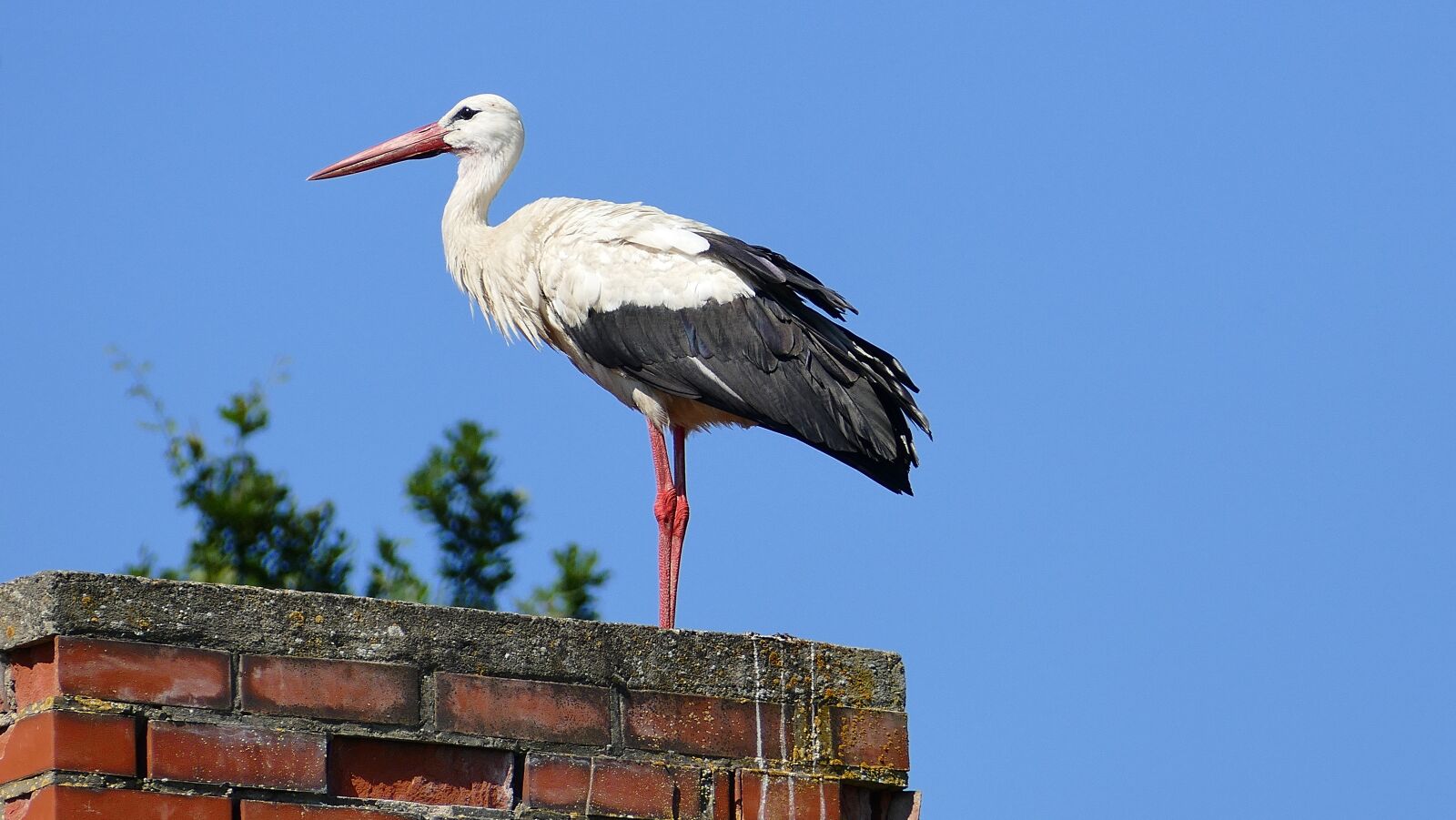 Panasonic Lumix DMC-FZ1000 sample photo. Stork, roof, standing photography