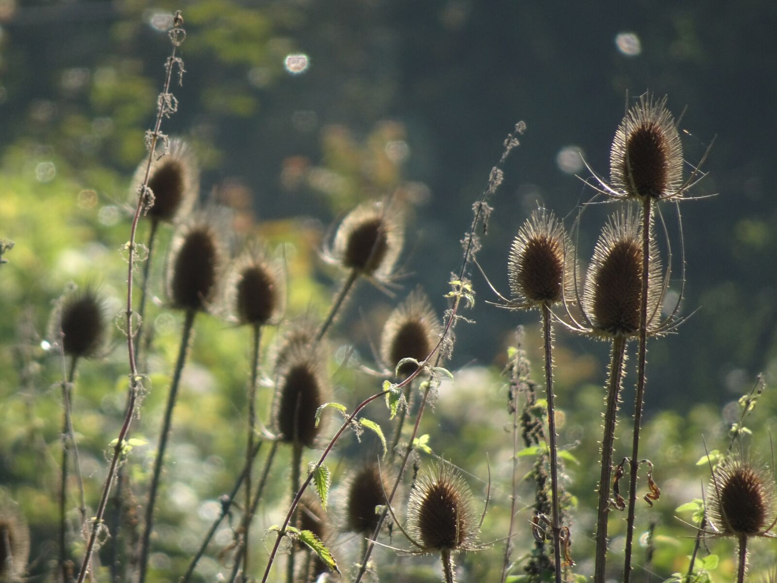 Sony Cyber-shot DSC-HX90V sample photo. Thistles, flowers, dried photography