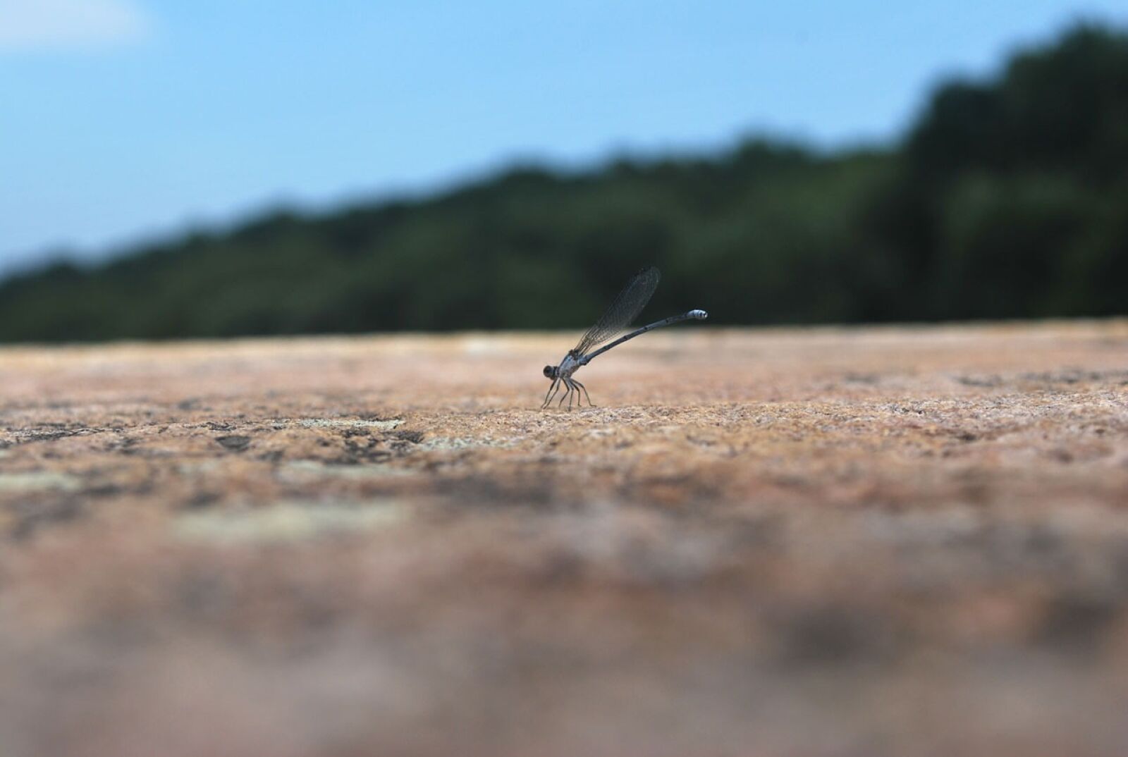 Nikon D60 sample photo. Dragonfly, insect, bug photography