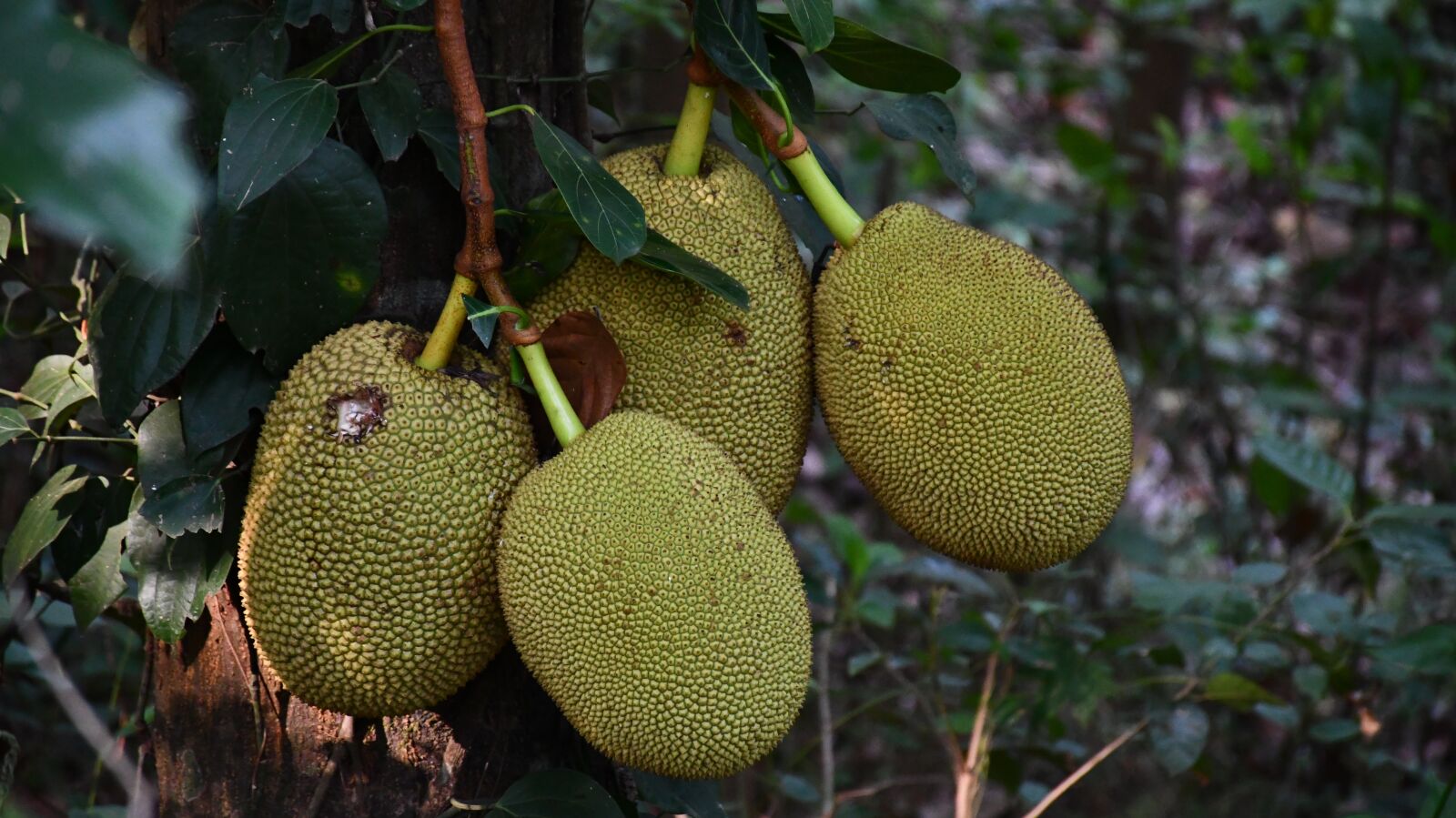 Nikon D7500 sample photo. Jackfruit, jack fruit, jack photography