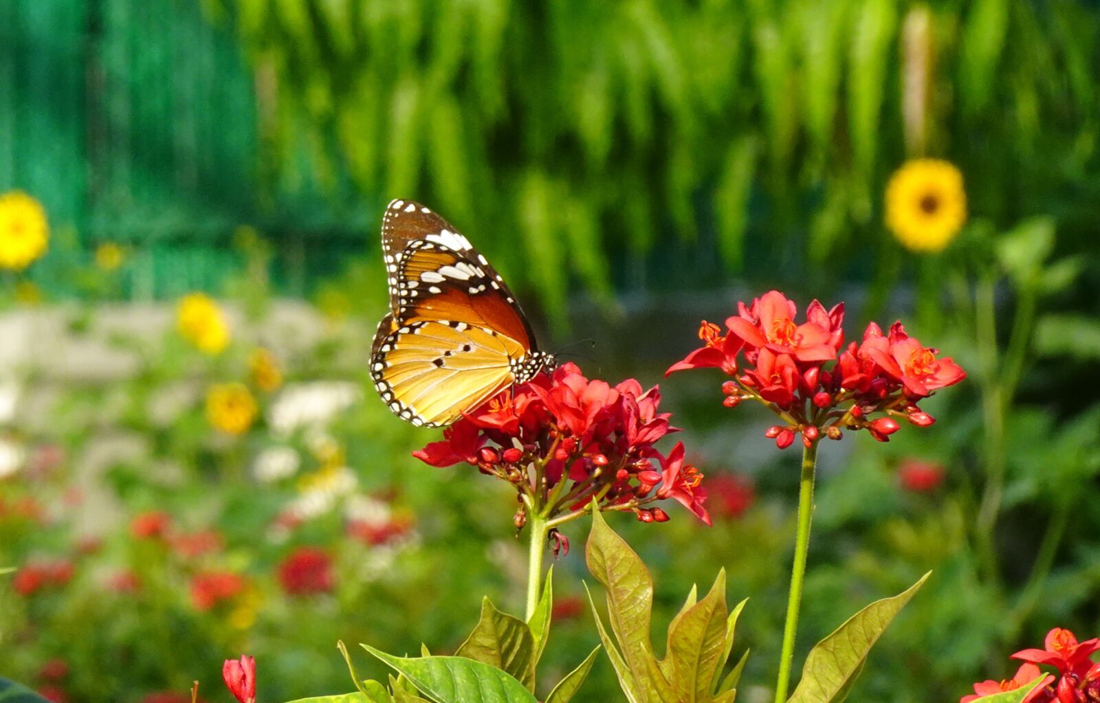 Sony DSC-WX800 sample photo. Butterfly, plain tiger, insect photography
