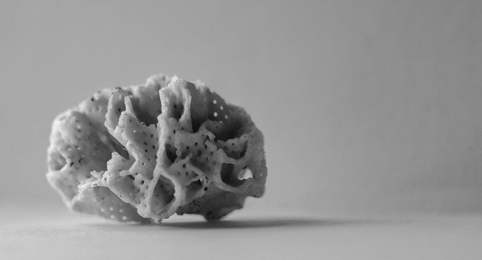 Tamron SP 90mm F2.8 Di VC USD 1:1 Macro sample photo. Coral, still life, black photography