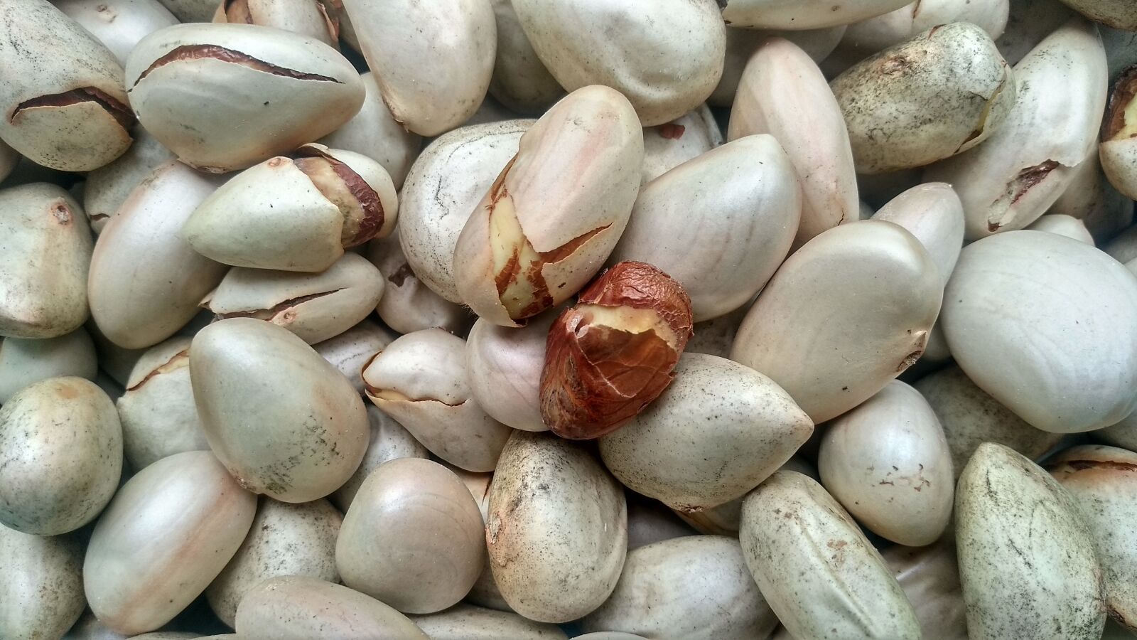 Xiaomi Redmi 5 sample photo. Jackfruit seeds, organic, tropical photography