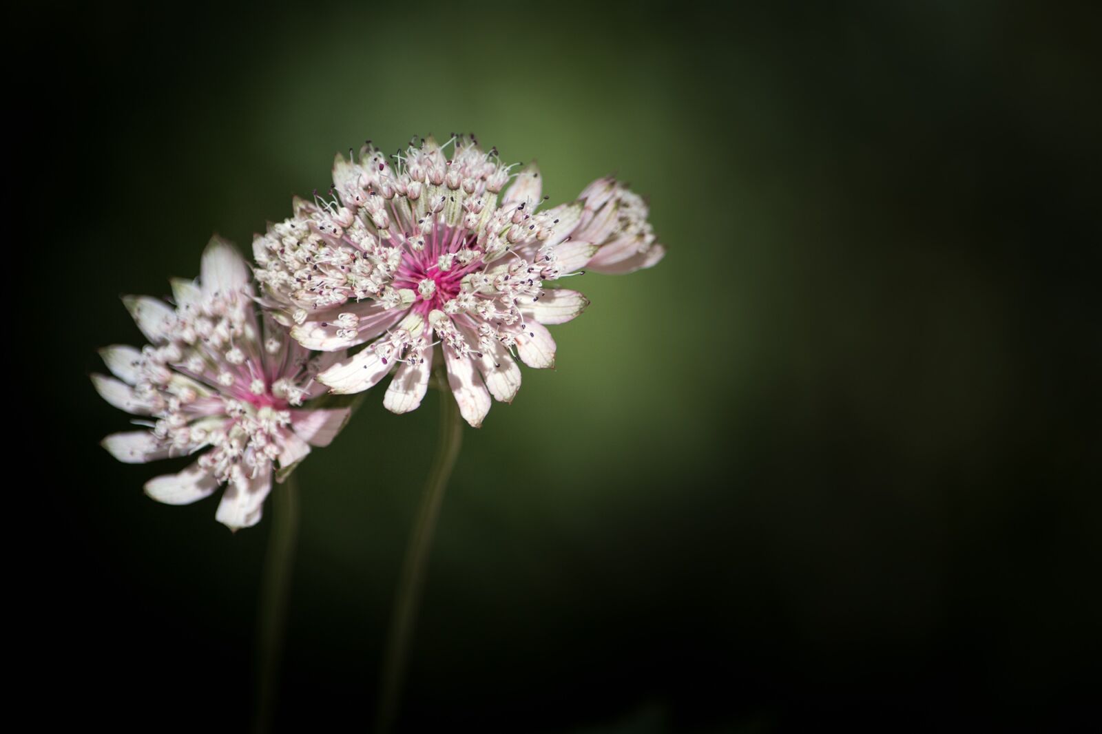 Nikon D7100 sample photo. Great masterwort, umbelliferae, astrantia photography