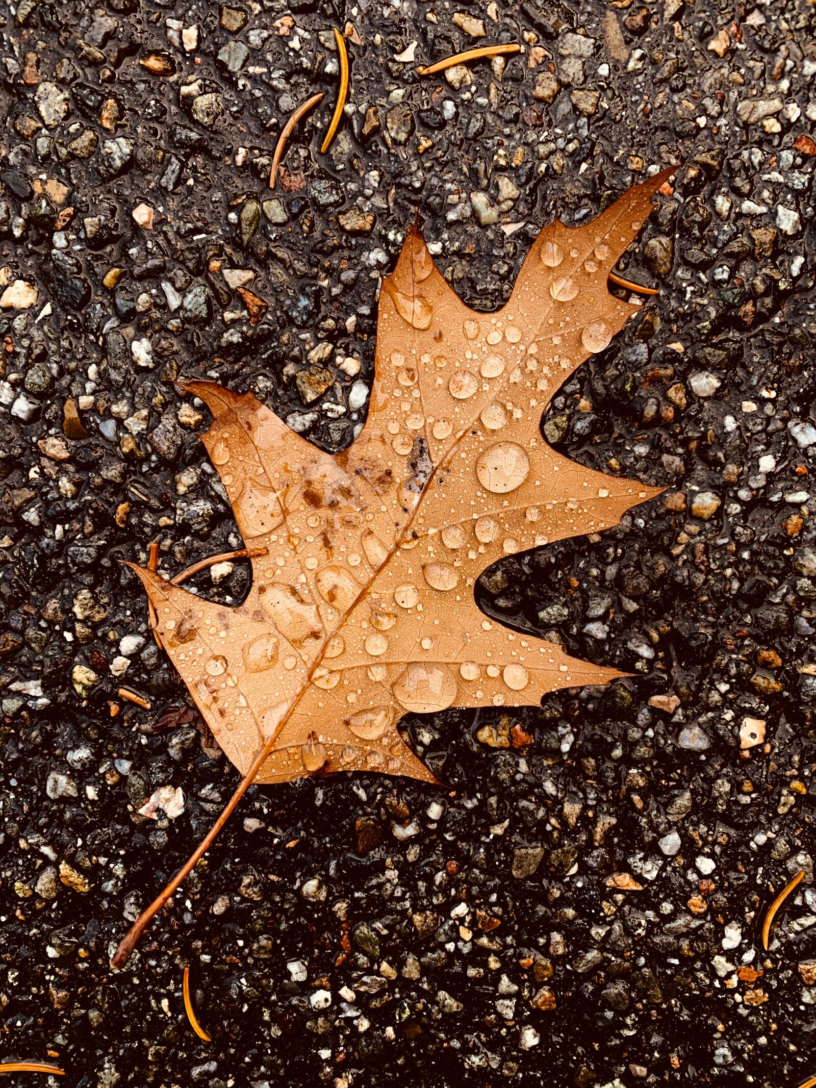 iPhone XR back camera 4.25mm f/1.8 sample photo. Autumn, nature, trees photography
