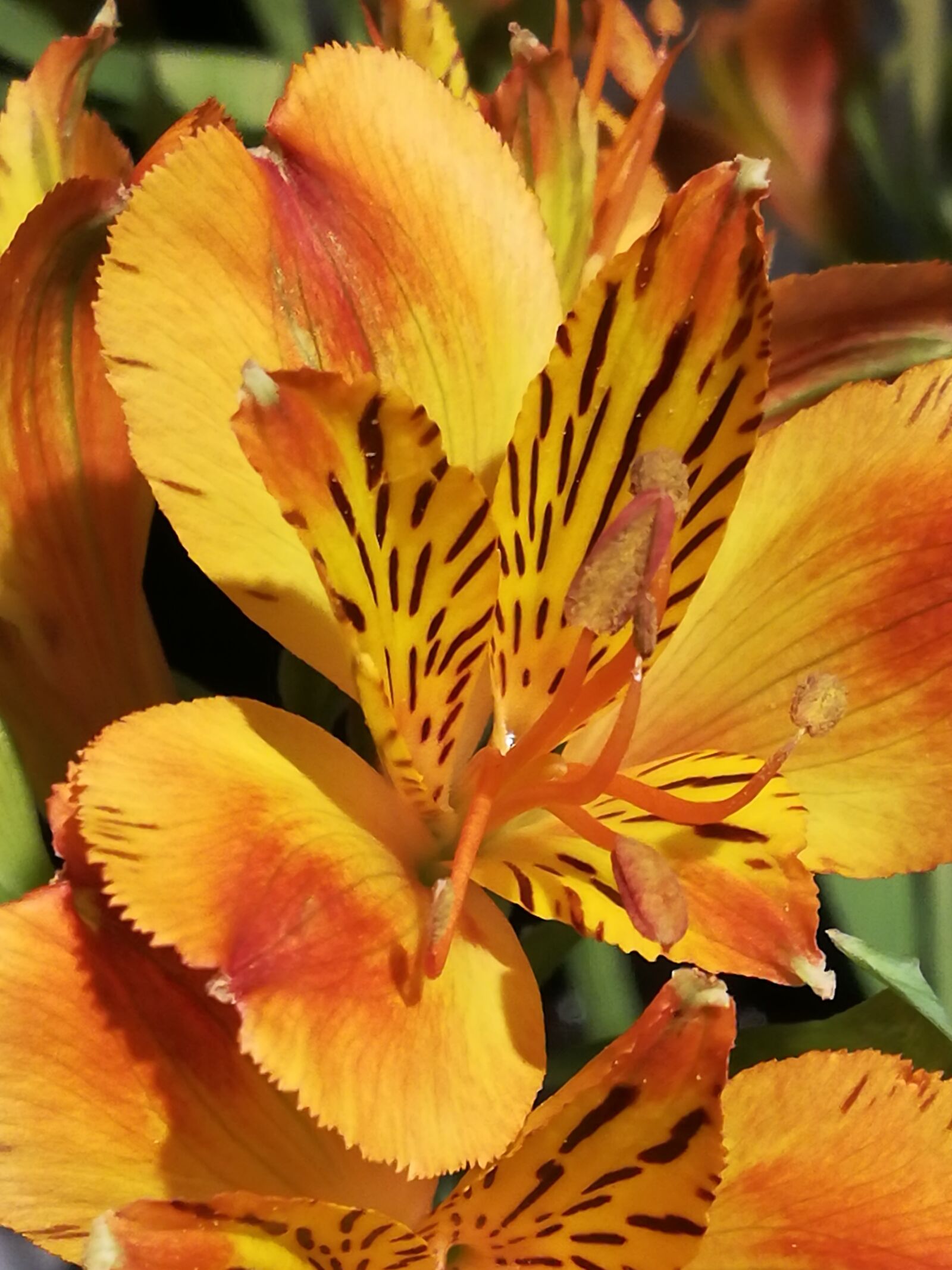 HUAWEI P10 lite sample photo. Natural, no person, plant photography