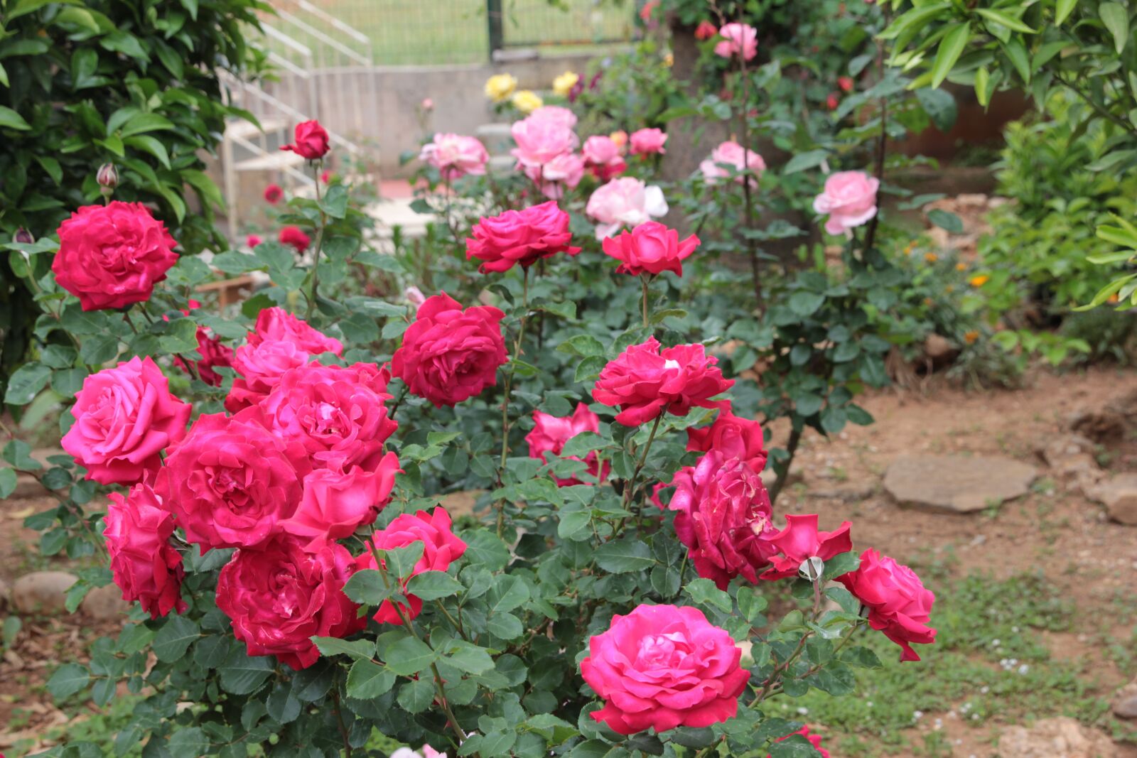 Canon EOS 550D (EOS Rebel T2i / EOS Kiss X4) sample photo. My garden, roses, rose photography