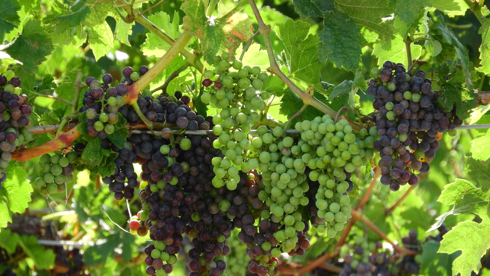 Nikon Coolpix P610 sample photo. Grapevine, viticulture, wine photography