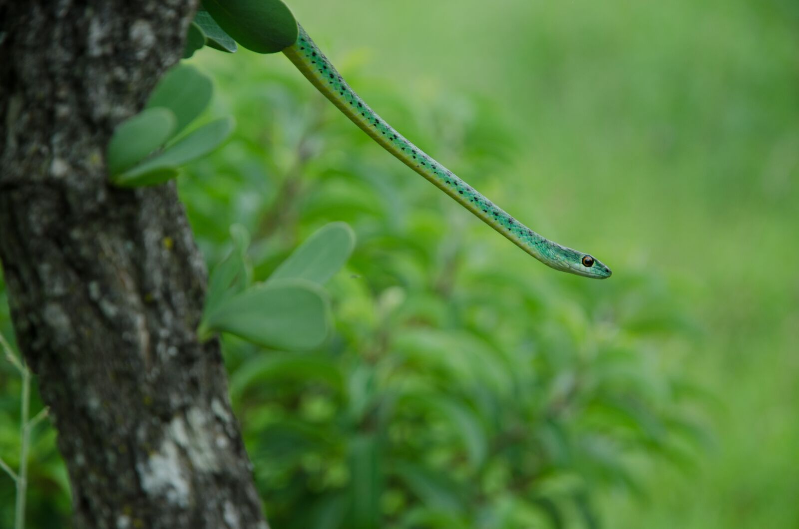 Nikon D7000 sample photo. Snake, green, tree photography