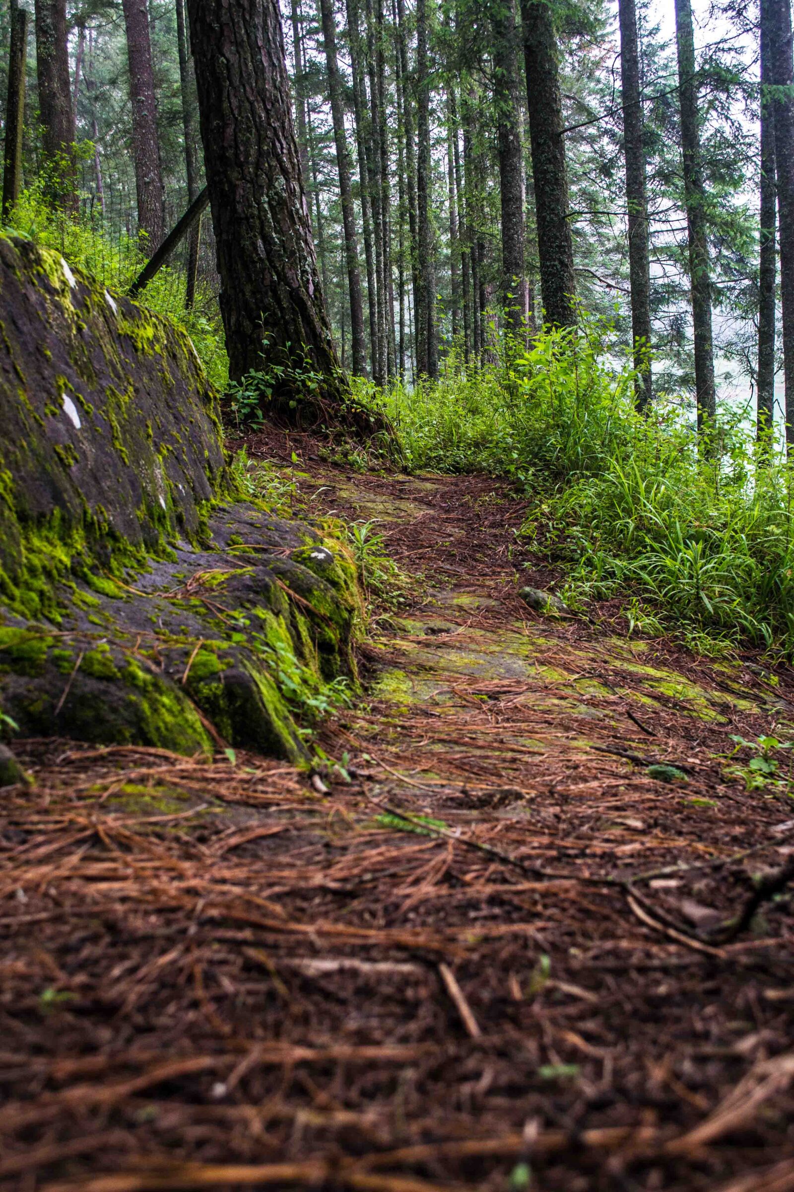 Nikon D3100 sample photo. Trail, forest, vegetation photography