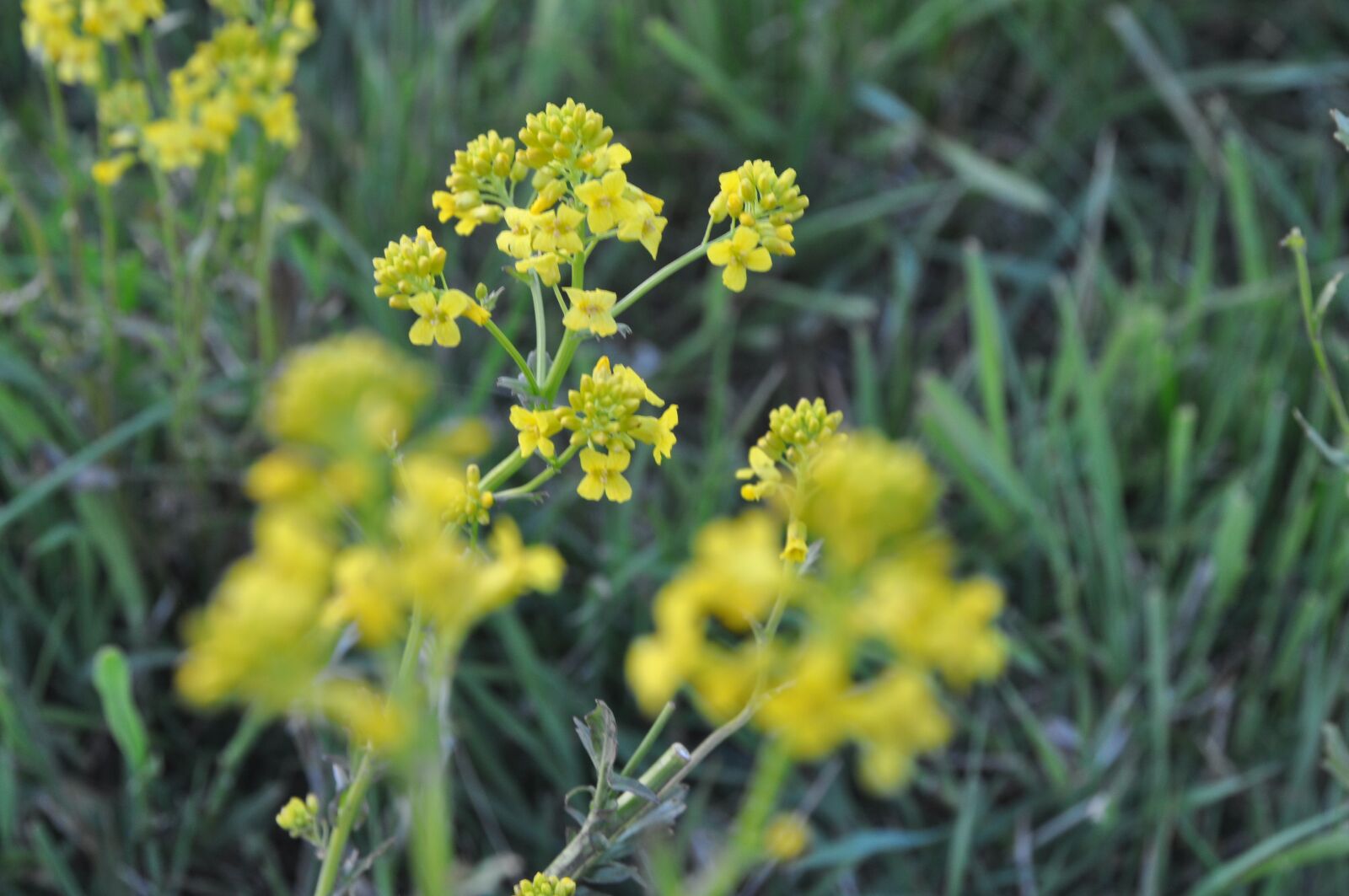 Nikon D90 sample photo. Flower, spring, yellow photography