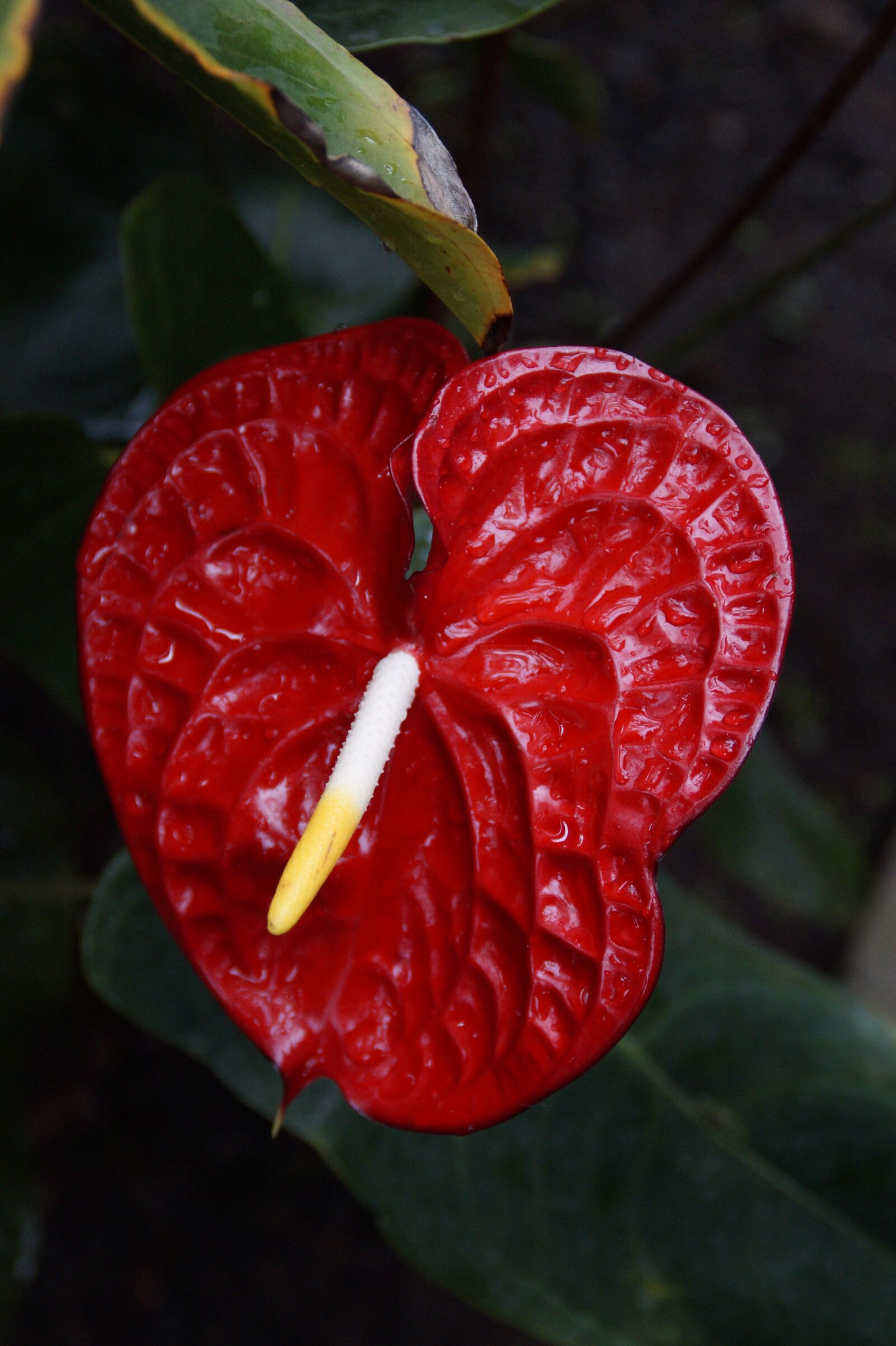 Sony SLT-A58 sample photo. Red anthurie, anthurium, red photography