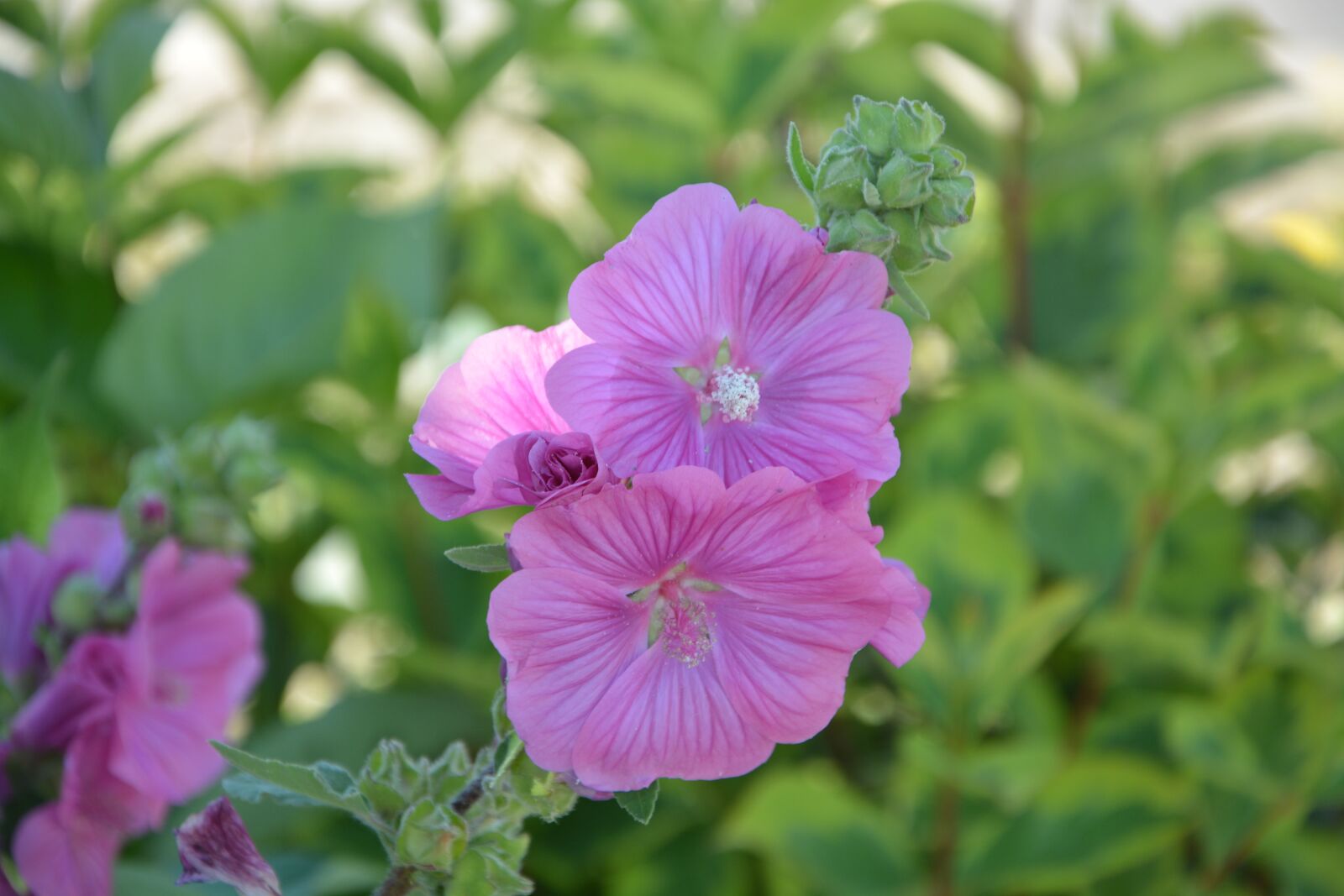 Nikon D5200 sample photo. Flowers, hibicus, pink photography