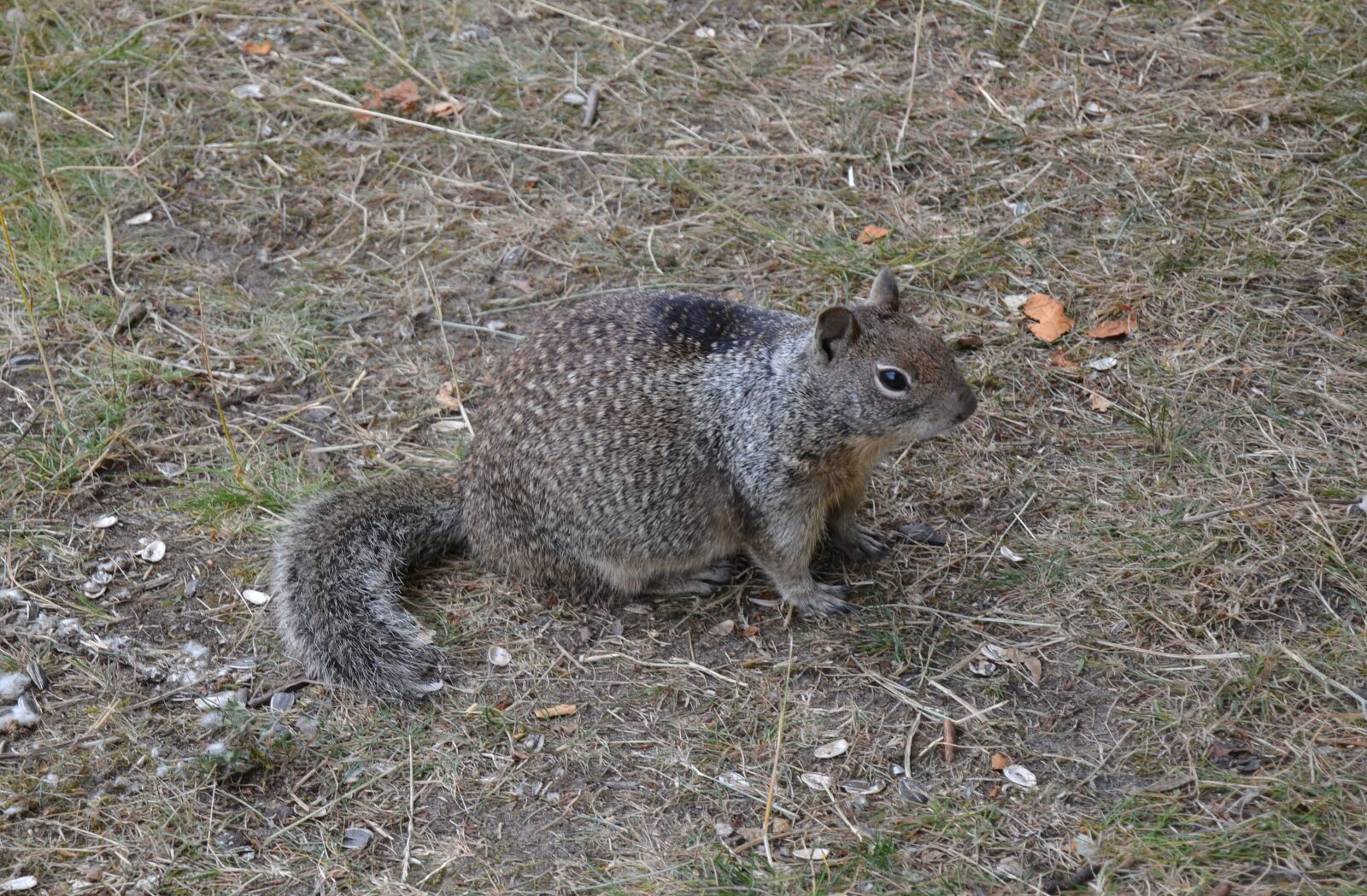 Nikon D3100 sample photo. Squirrel, animal, nature photography