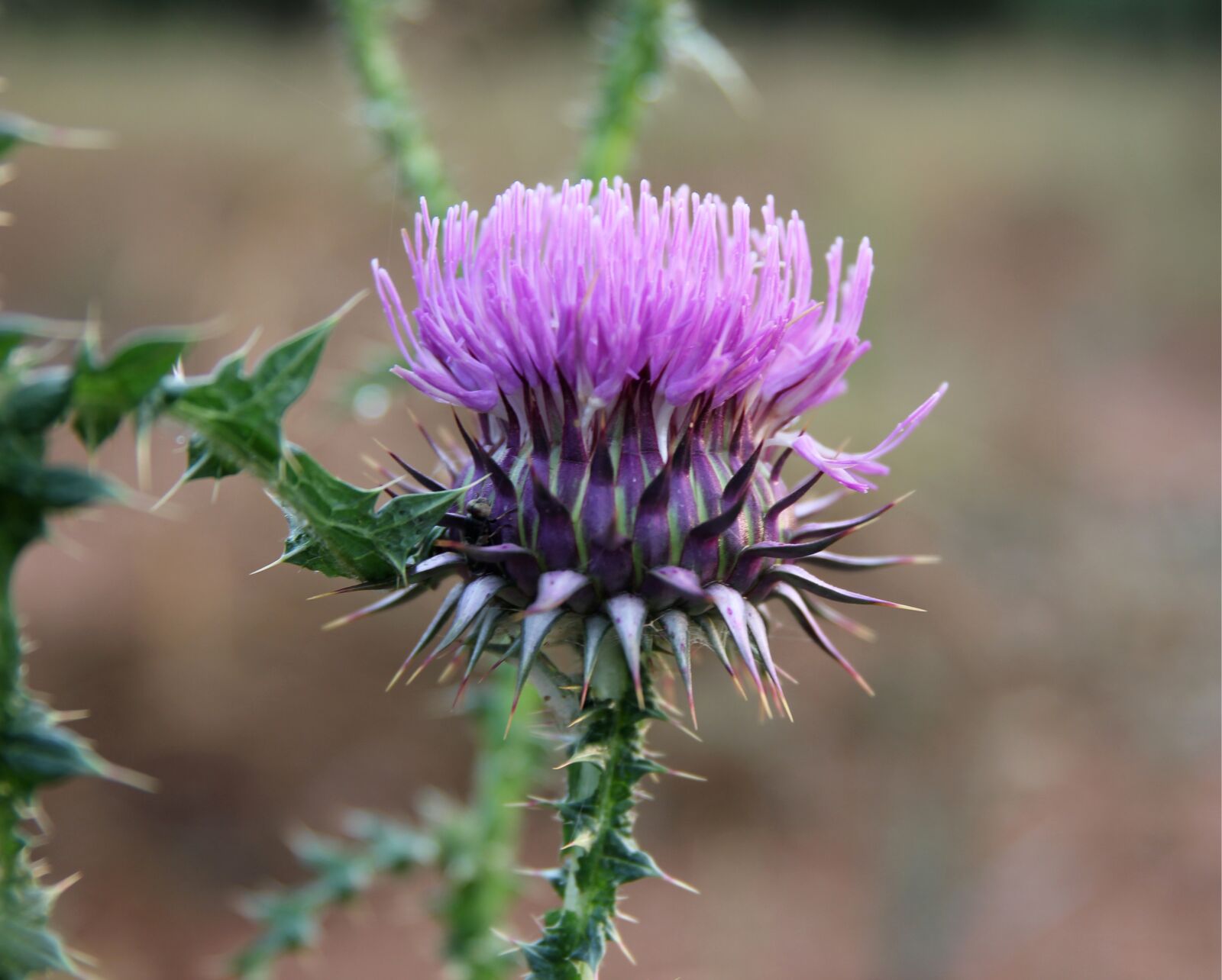 Canon EOS 550D (EOS Rebel T2i / EOS Kiss X4) sample photo. Plant, barbed, nature photography