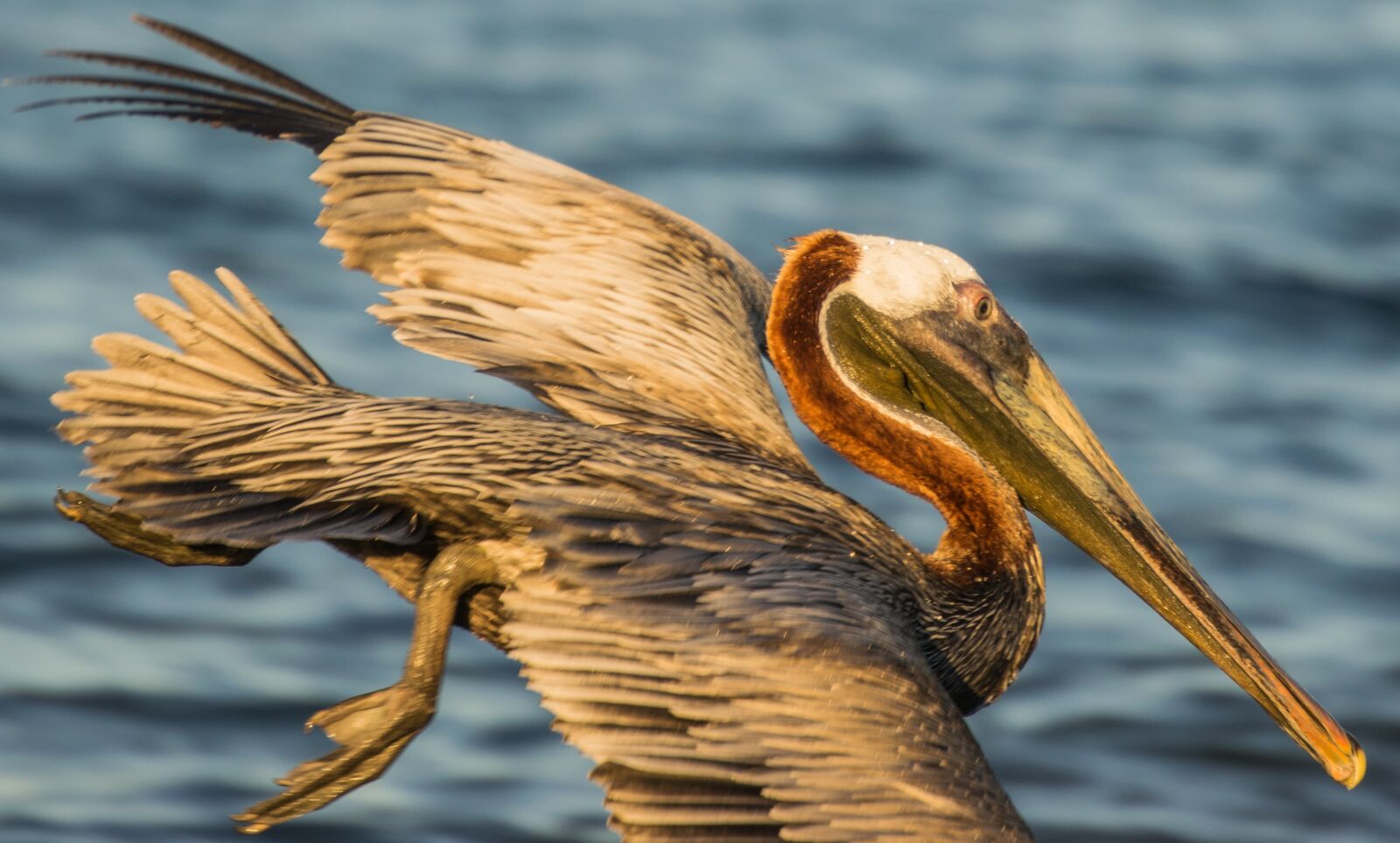 Nikon D5300 sample photo. Pelikan, flight, bird photography