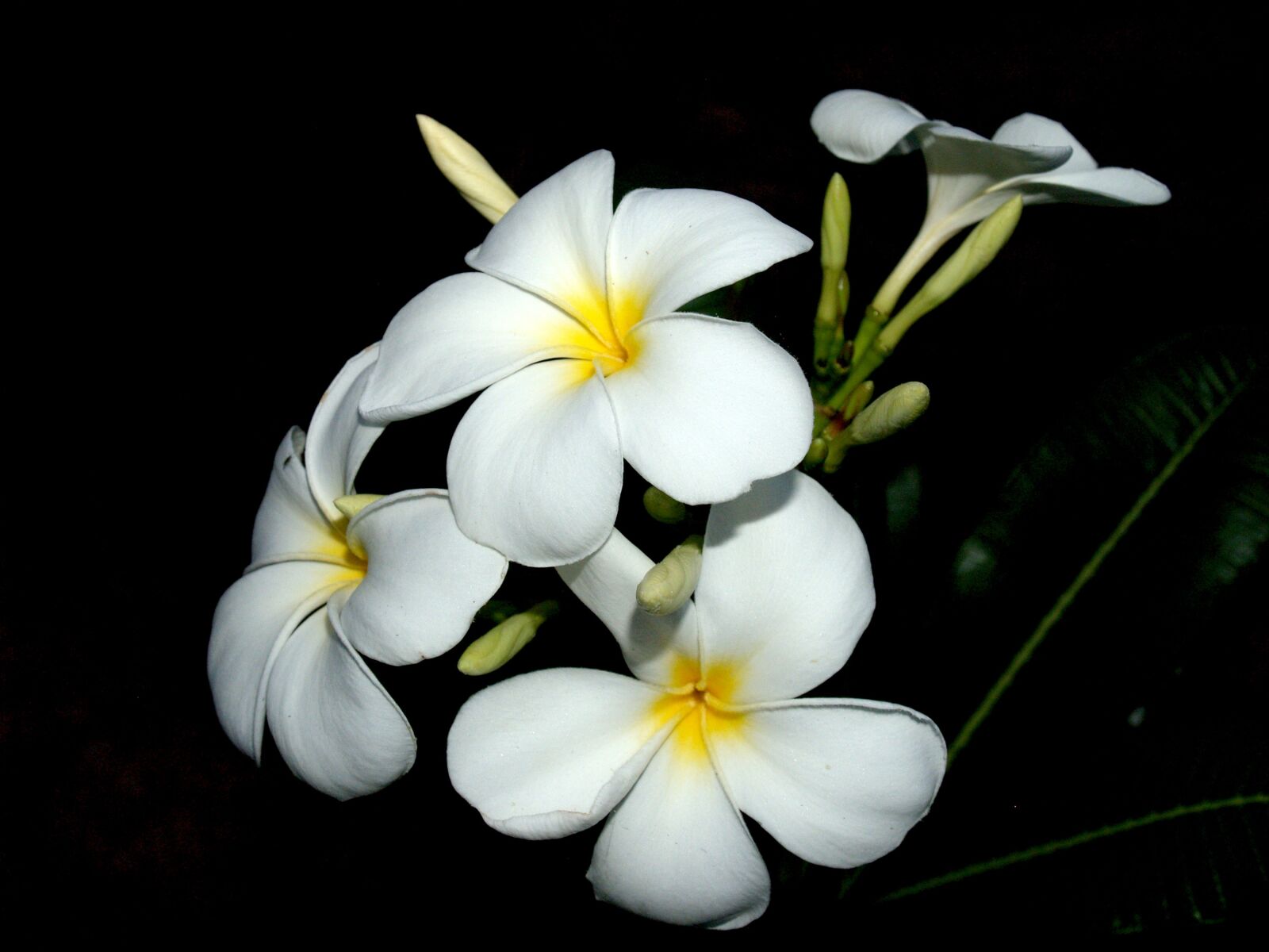 Olympus E-300 (EVOLT E-300) sample photo. Plumeria, closeup, tree photography