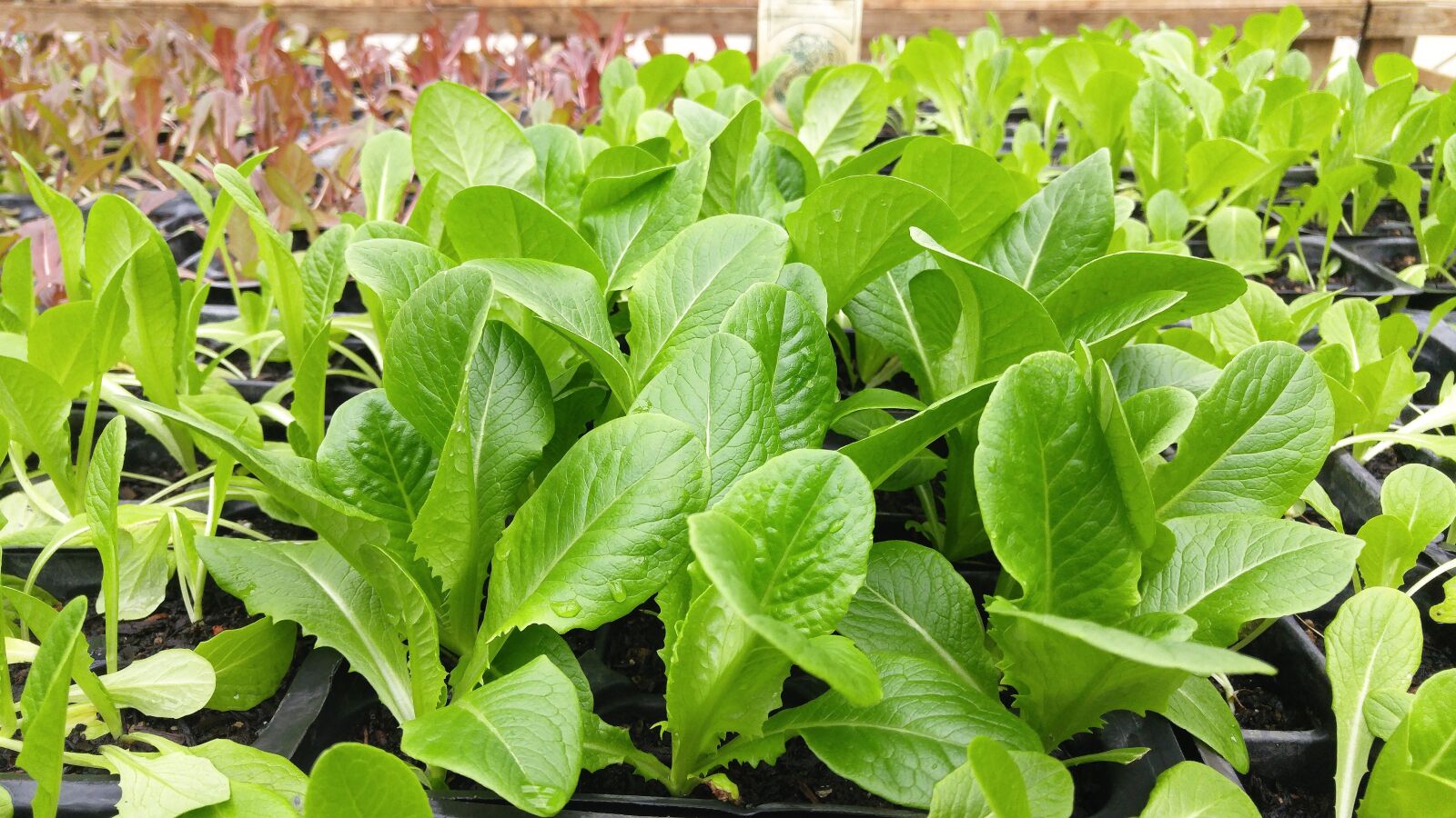 LG G4 sample photo. Green, leafy, vegetable photography