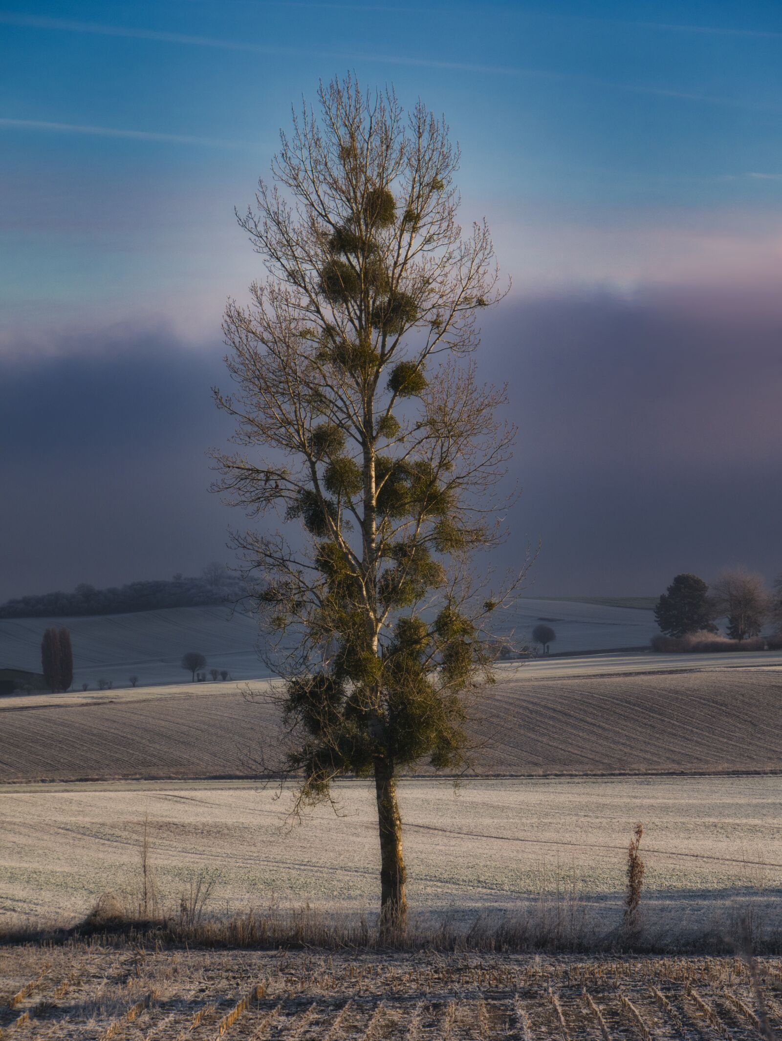 Panasonic Lumix DMC-GX85 (Lumix DMC-GX80 / Lumix DMC-GX7 Mark II) sample photo. Tree, nature, of course photography
