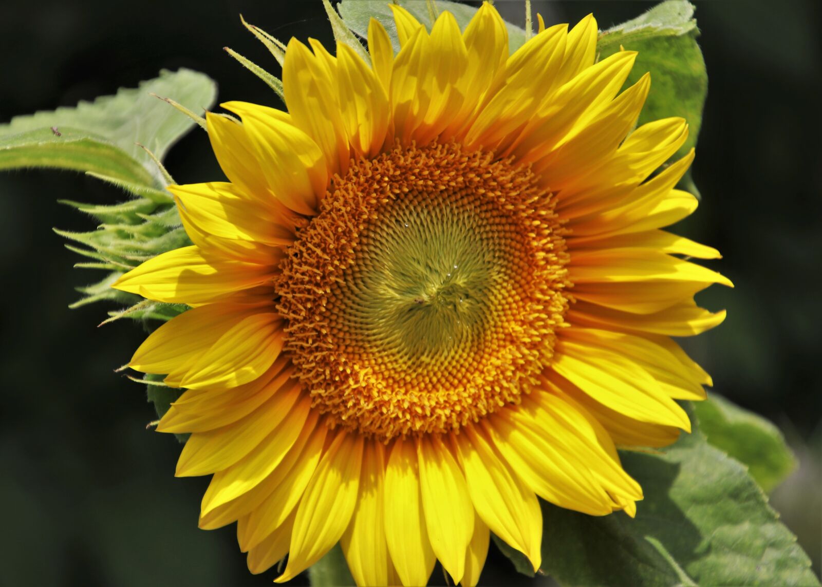 Canon EOS 80D sample photo. Yellow, sunflower, blooming photography