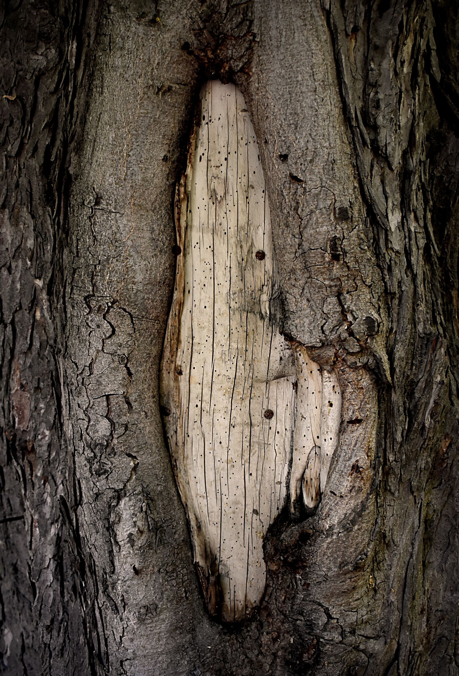 Nikon D3500 sample photo. Bark, tree, nature photography