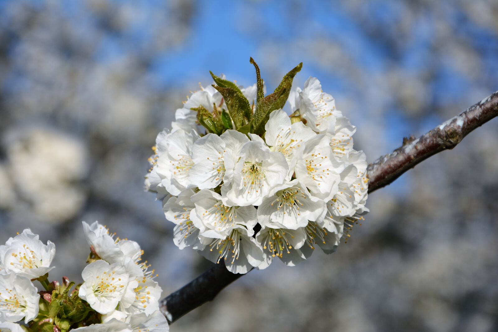 Nikon D7100 sample photo. Cherry, flower, sprig photography