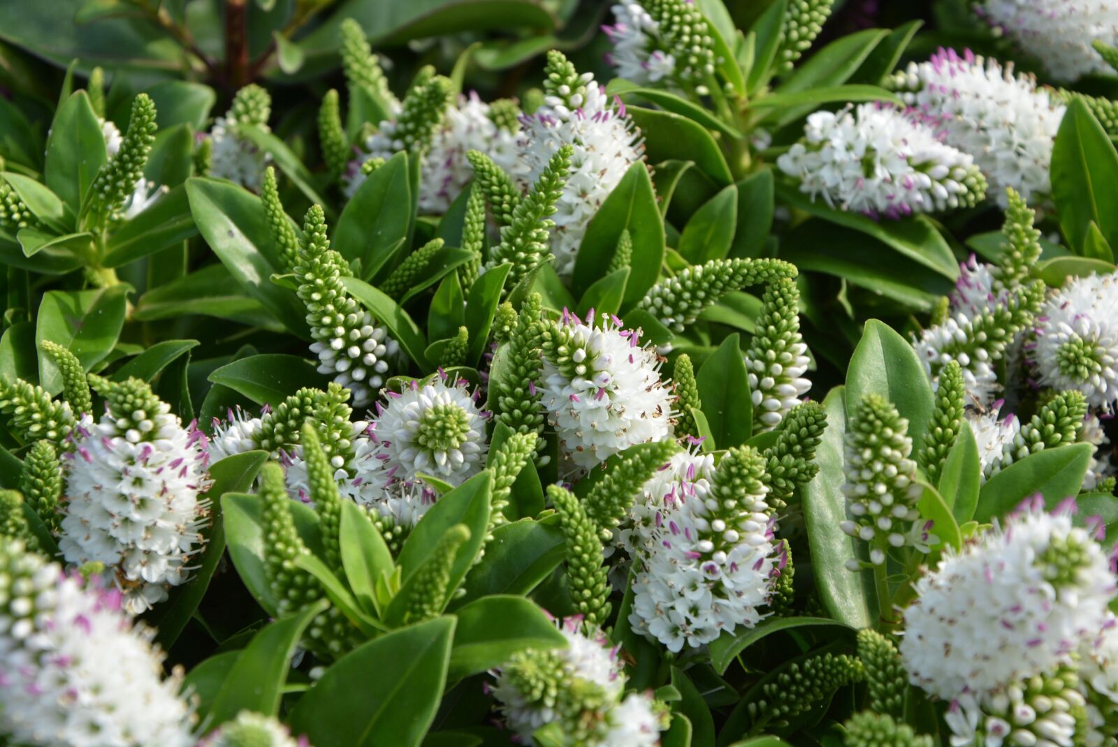 Nikon D5200 sample photo. Flowers, veronique white, green photography