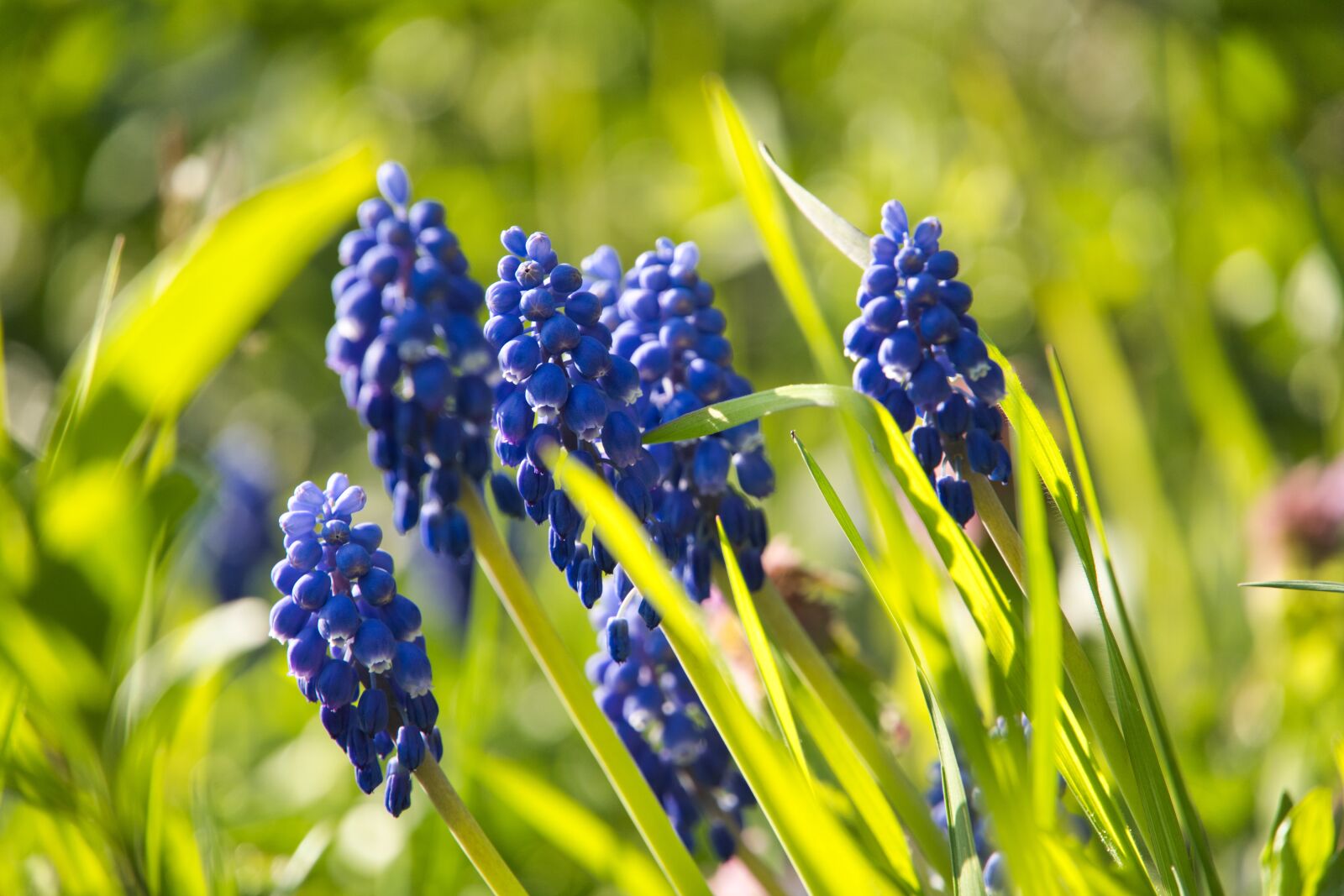 Sony a6400 sample photo. Hyacinth, spring, early bloomer photography