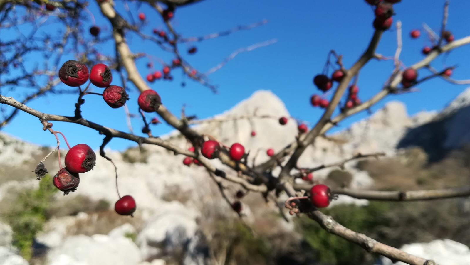 HUAWEI PRA-LX1 sample photo. Fruits, spring, season photography