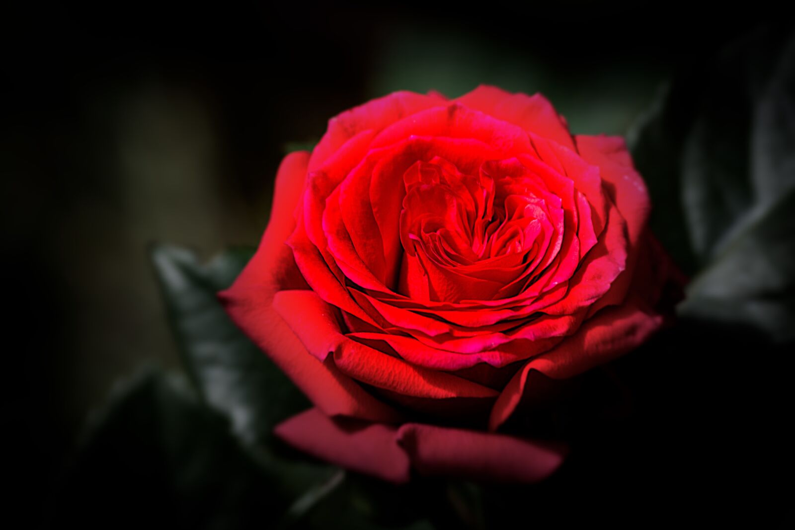 Nikon D7100 sample photo. Flower, rose, mother's day photography