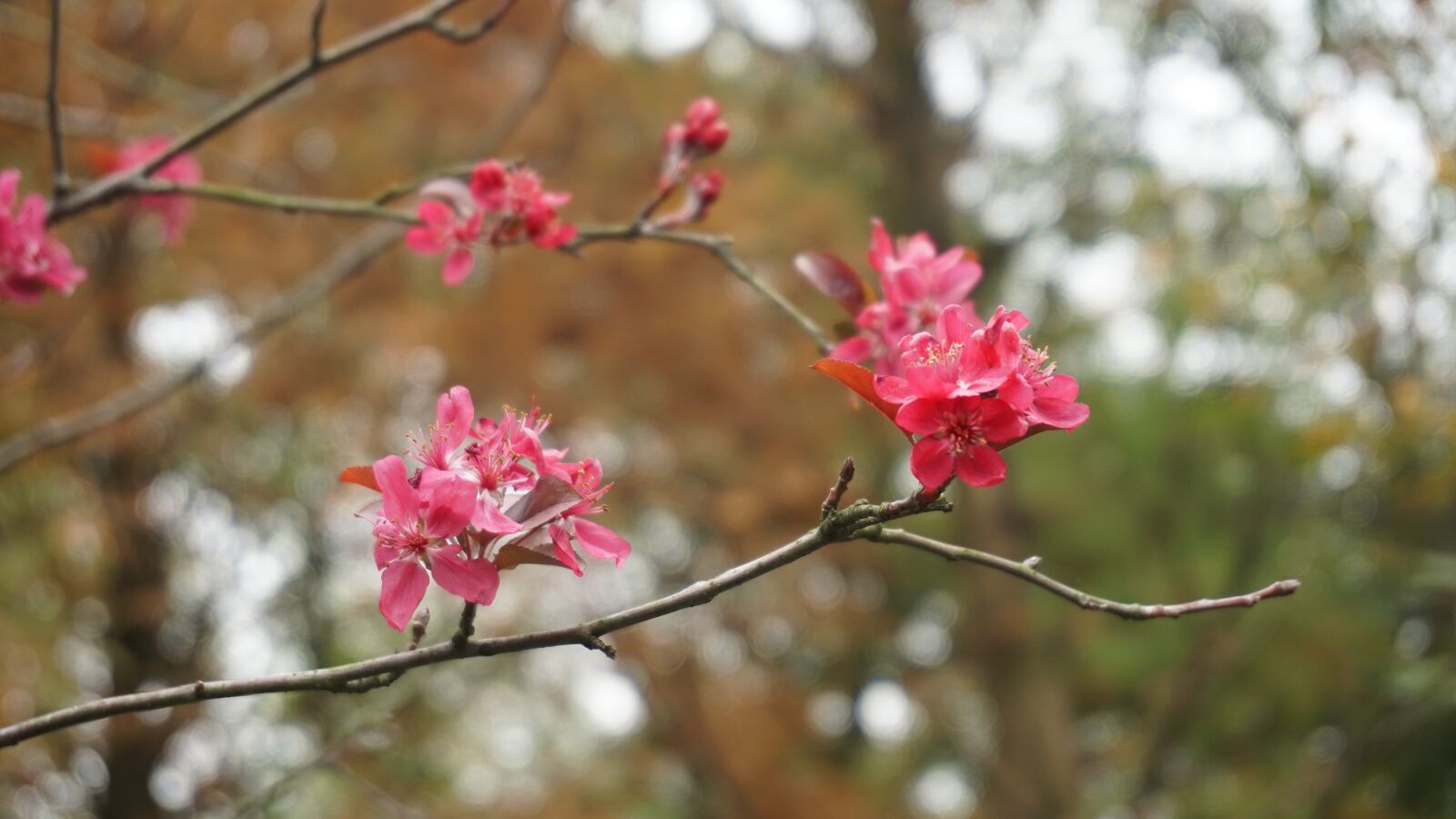 Sony E 16-50mm F3.5-5.6 PZ OSS sample photo. Plum blossom, branch, flower photography