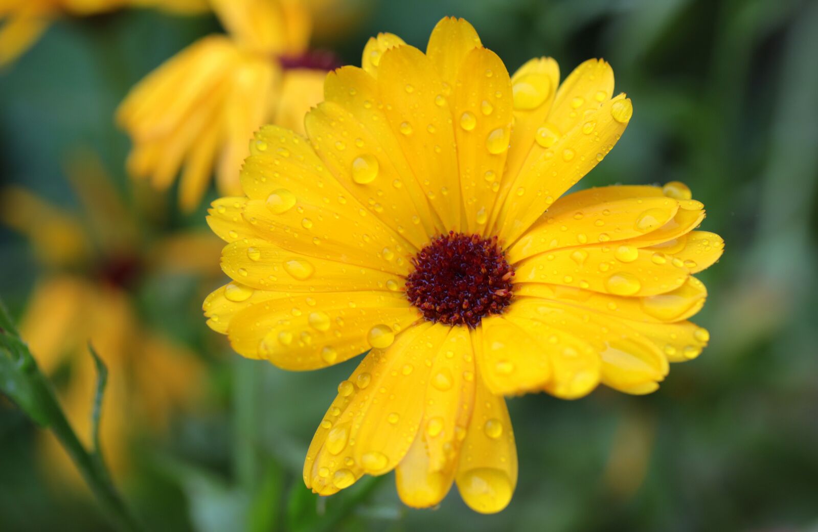 Canon EOS 650D (EOS Rebel T4i / EOS Kiss X6i) sample photo. Marigold, calendula, blossom photography