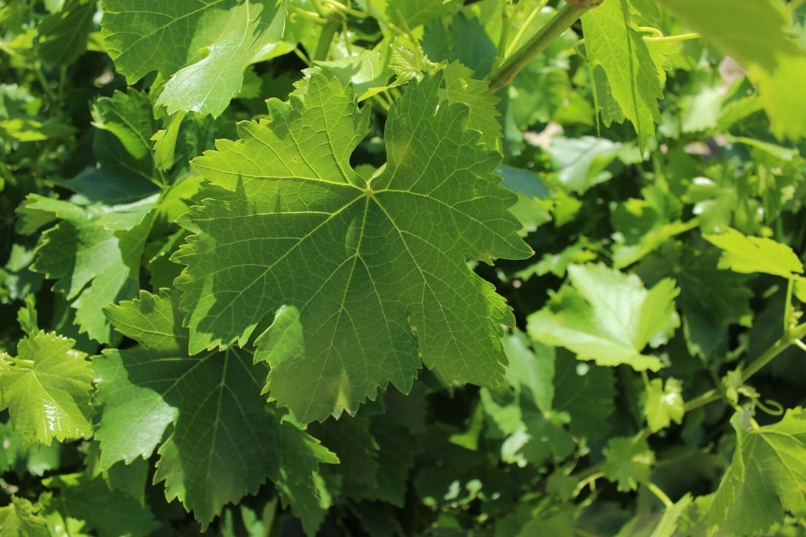 Canon EOS 600D (Rebel EOS T3i / EOS Kiss X5) sample photo. Grape leaves closeup, grape photography