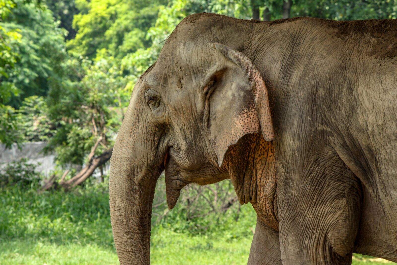 Canon EOS 700D (EOS Rebel T5i / EOS Kiss X7i) sample photo. Elephant, zoo, nature photography