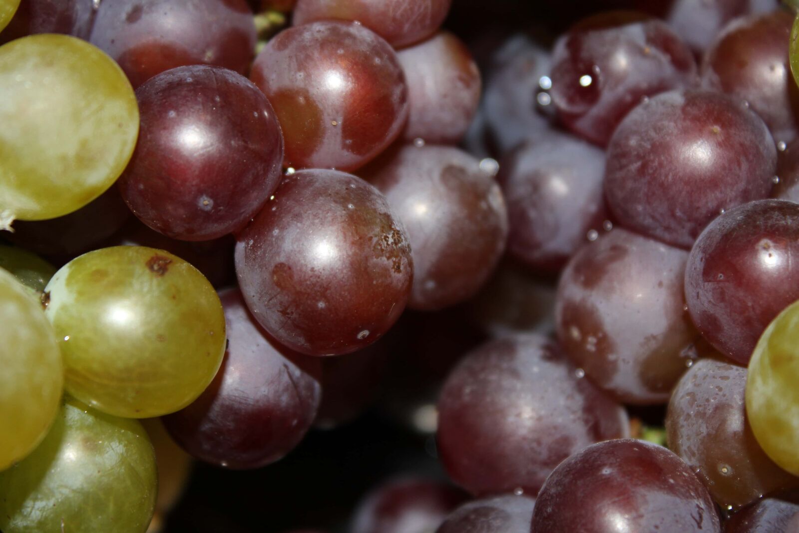 Canon EF-S 18-55mm F3.5-5.6 IS sample photo. Grapes, viticulture, details, delicious photography