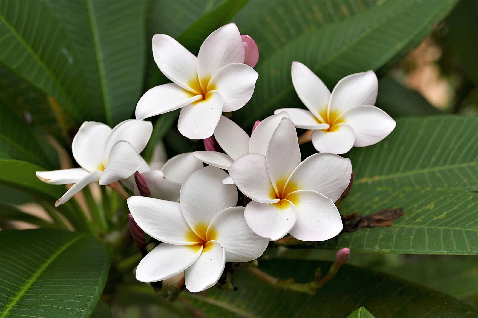 Panasonic Lumix DMC-FZ1000 sample photo. Flowers, frangipani, white photography