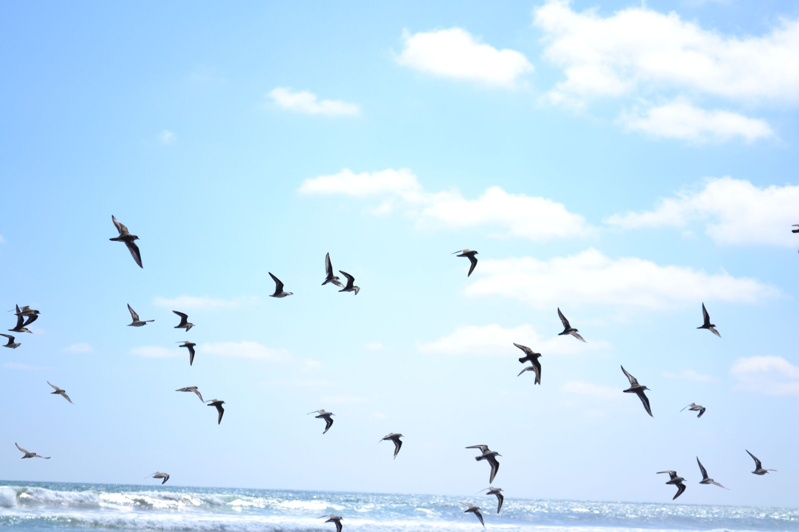Nikon D3100 sample photo. Birds, sea, bird photography