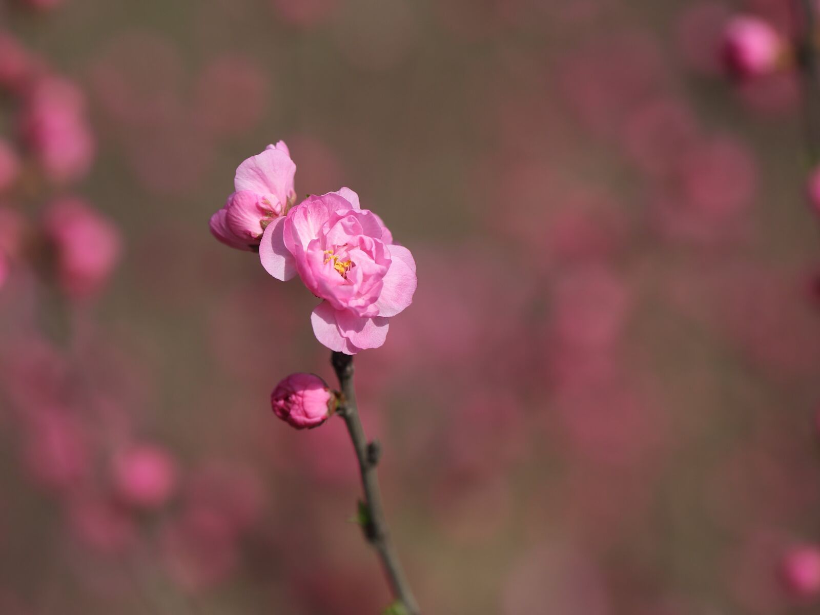 Canon EF 100mm F2.8L Macro IS USM sample photo. Nature, flower, plant photography
