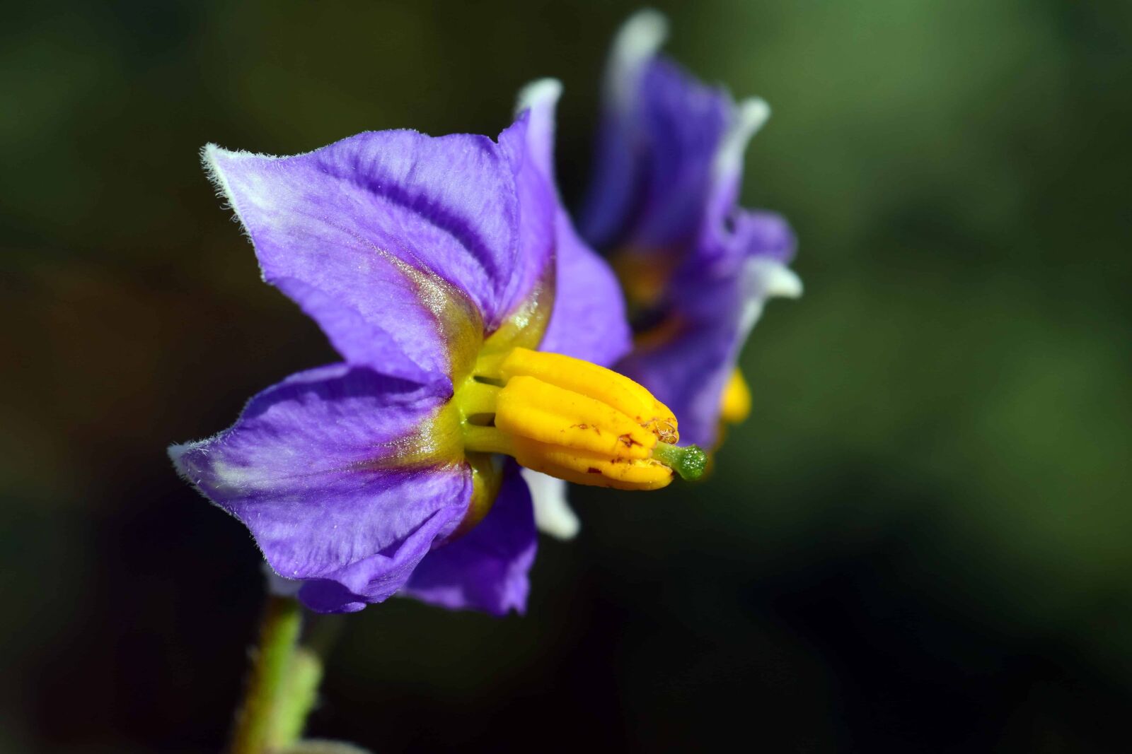 Nikon D3300 sample photo. Nature, flower, flora, plant photography