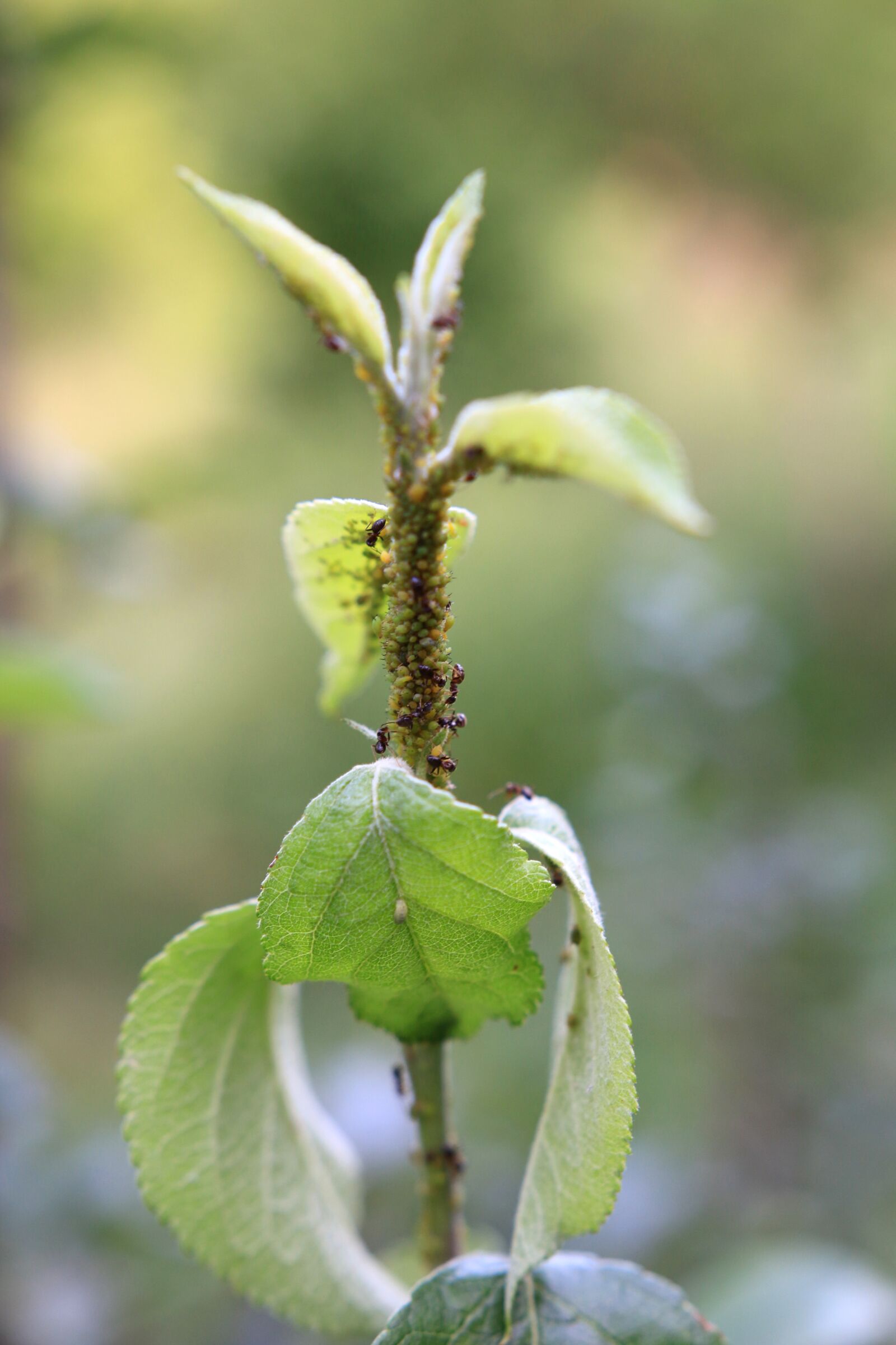 Canon EOS 70D sample photo. Ants, aphids, green photography