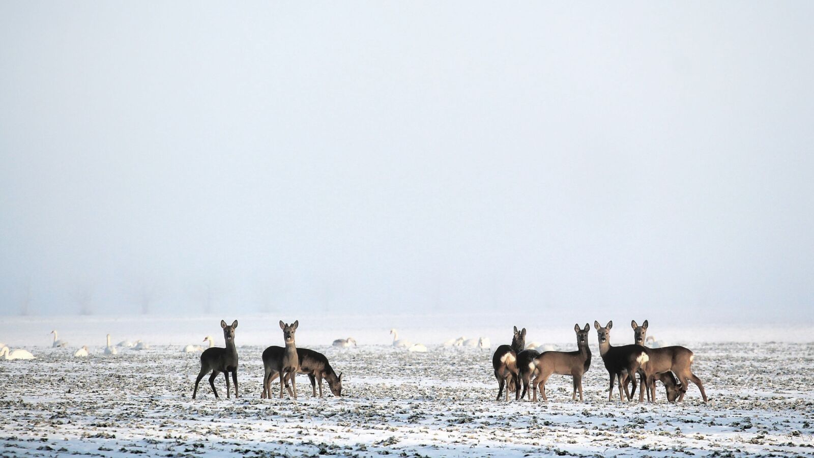 Canon EOS 1100D (EOS Rebel T3 / EOS Kiss X50) + Canon EF-S 55-250mm F4-5.6 IS STM sample photo. Winter, snow, deer photography