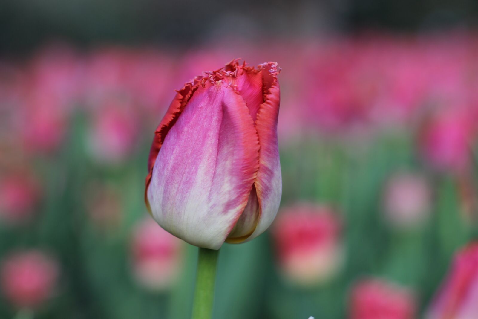 Canon EOS 1100D (EOS Rebel T3 / EOS Kiss X50) + Canon EF 50mm F1.8 II sample photo. Tulips, spring, pink photography