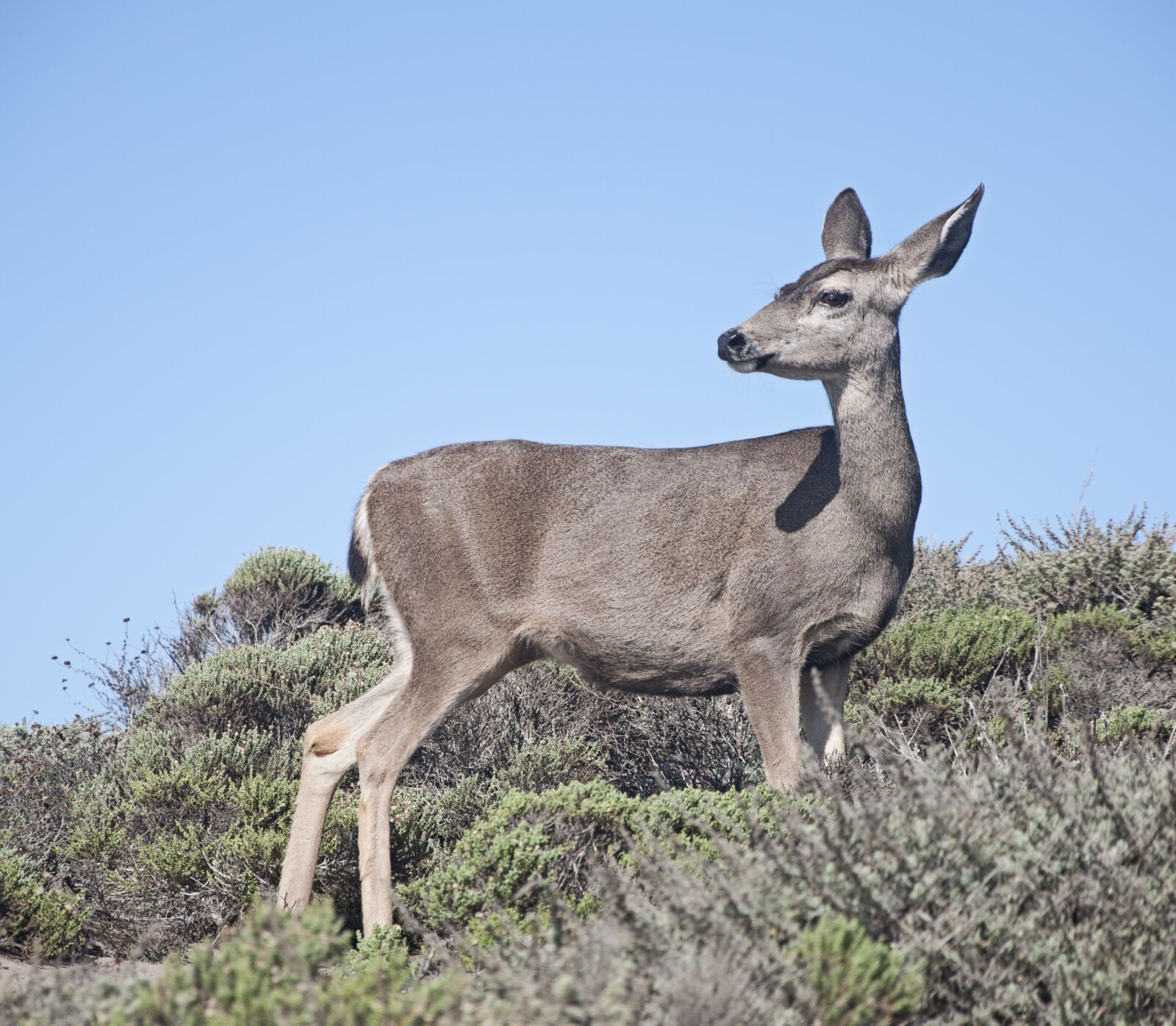 Nikon D90 sample photo. Deer, mammal, wildlife photography