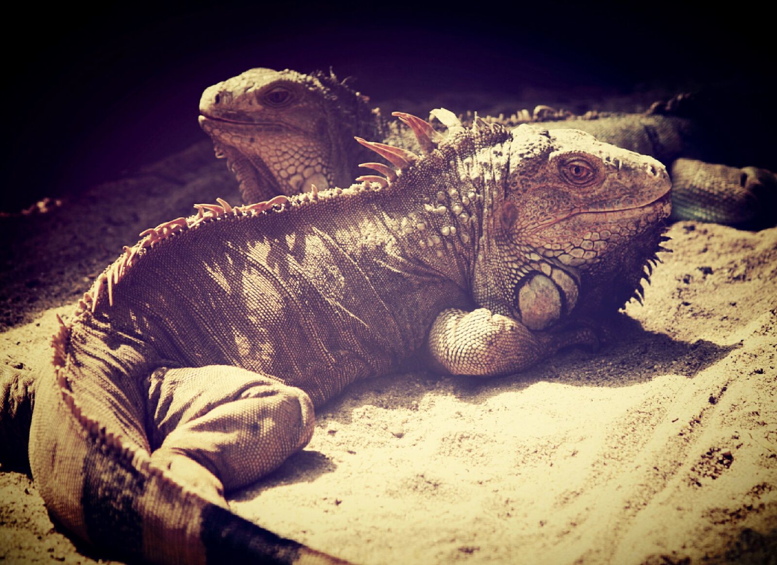 Olympus E-300 (EVOLT E-300) sample photo. Iguana, lizard, dragon photography