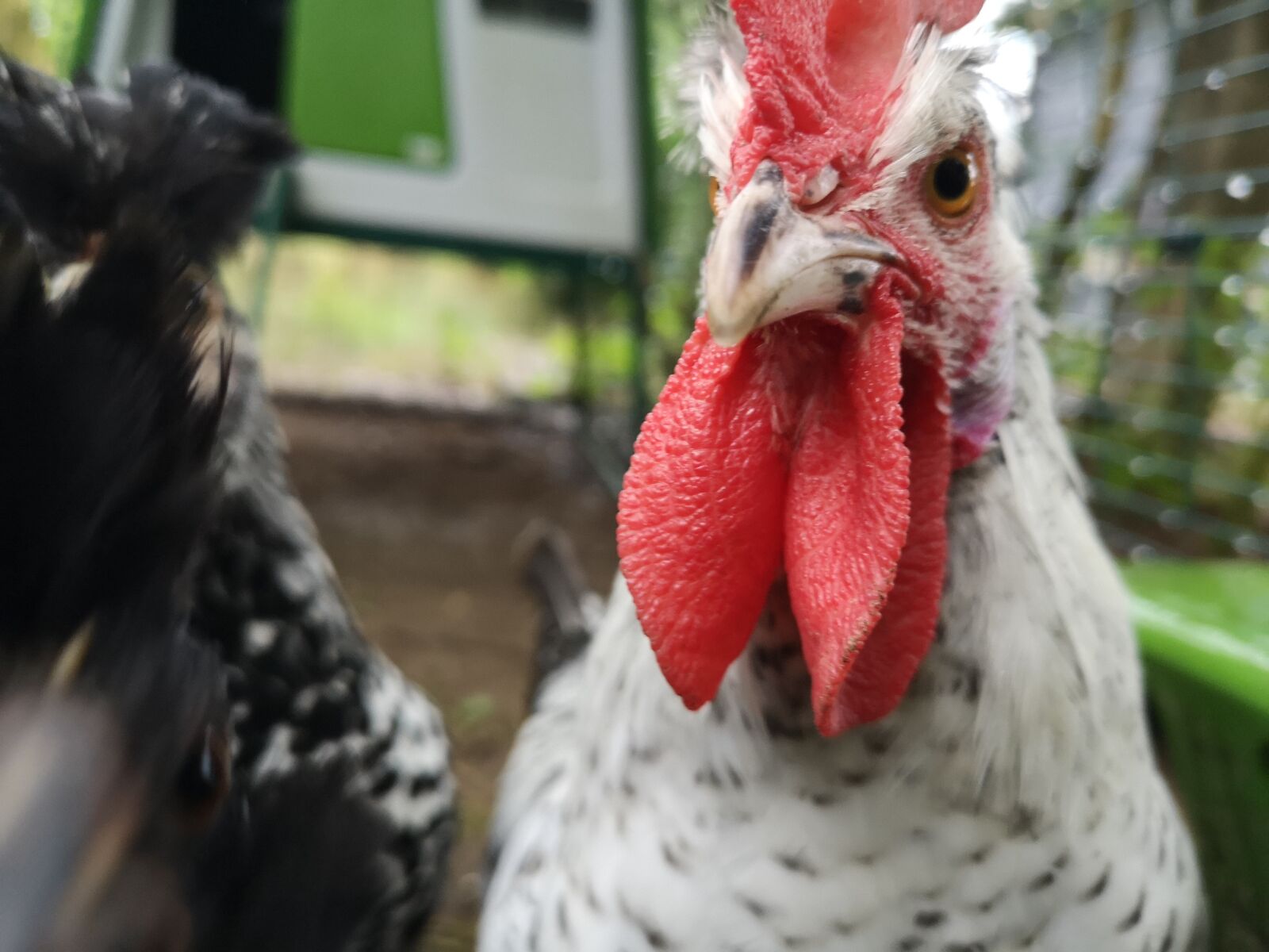 HUAWEI CLT-L29 sample photo. Hahn, chickens, egg photography