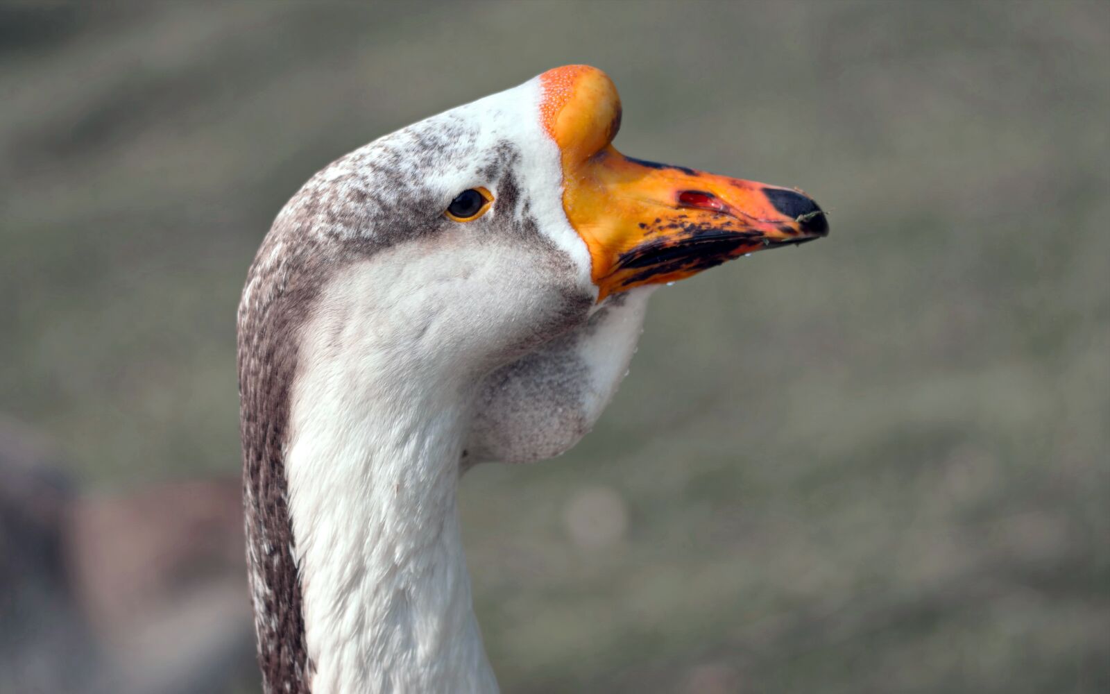 Nikon D5300 sample photo. Head, duck, male photography