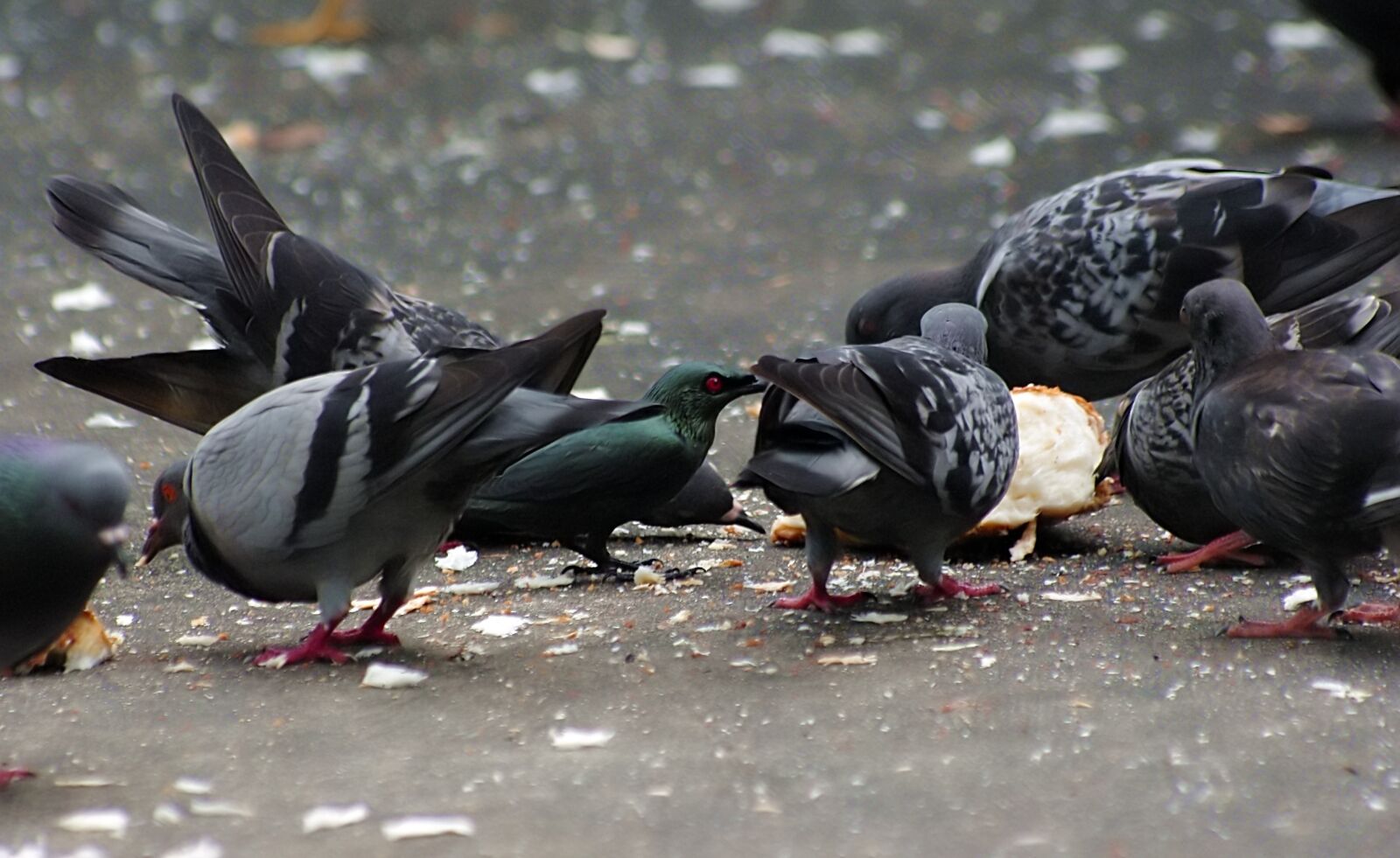 Pentax K200D sample photo. Birds feeding, wild, bird photography