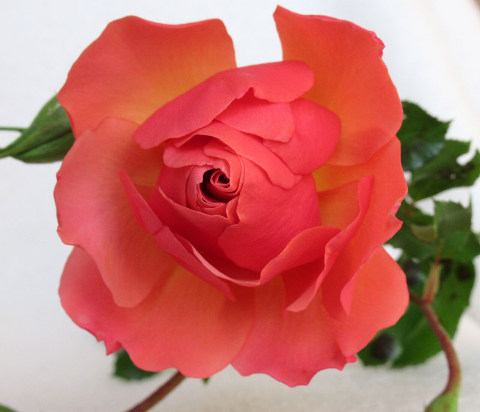 Canon PowerShot SX620 HS sample photo. Rose, flower, garden photography