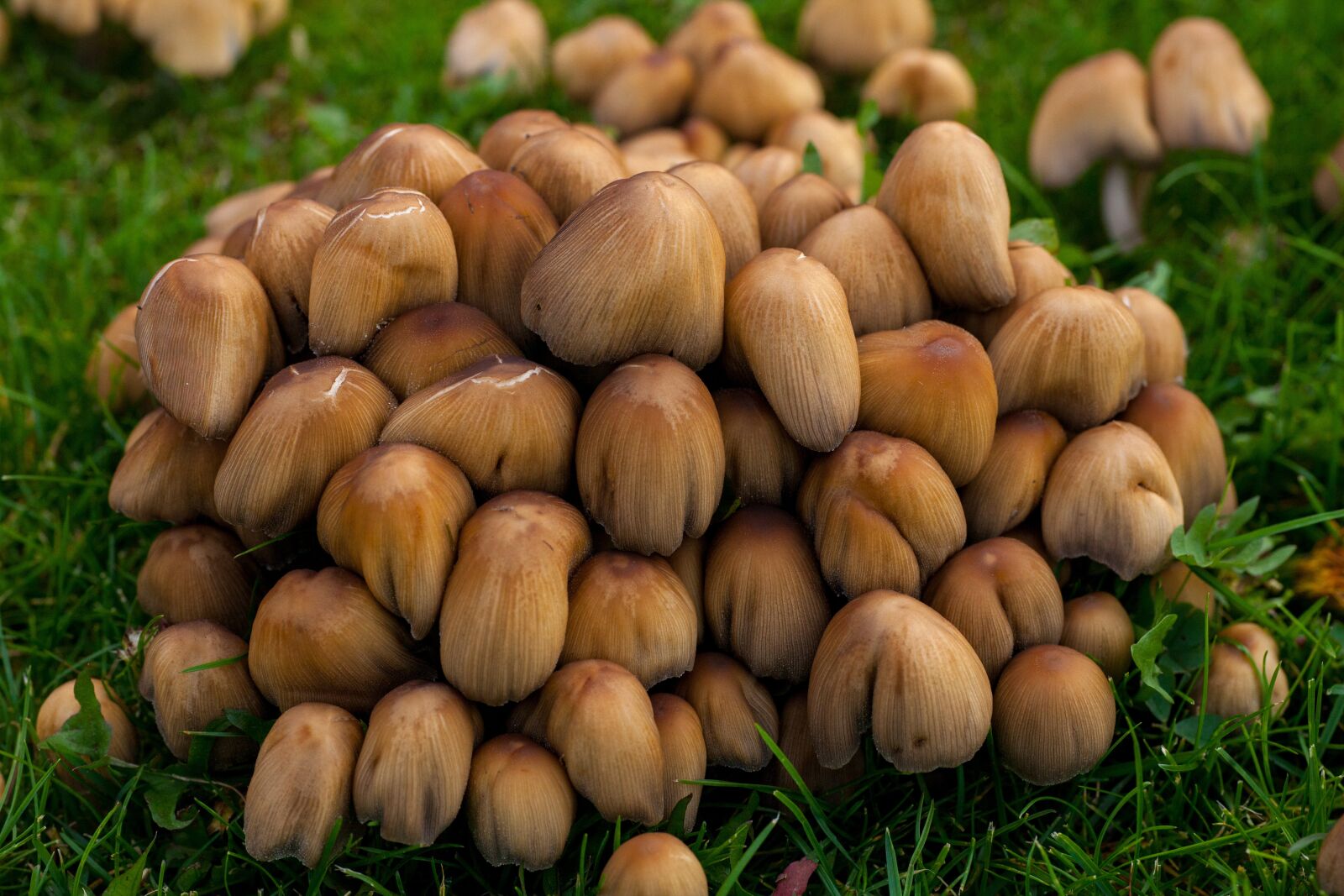 Canon EOS 5D Mark II sample photo. Mushrooms, autumn, fall photography