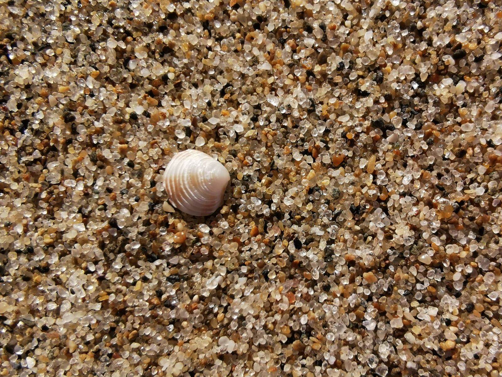 HUAWEI ELE-L29 sample photo. Macro, sand, shell photography